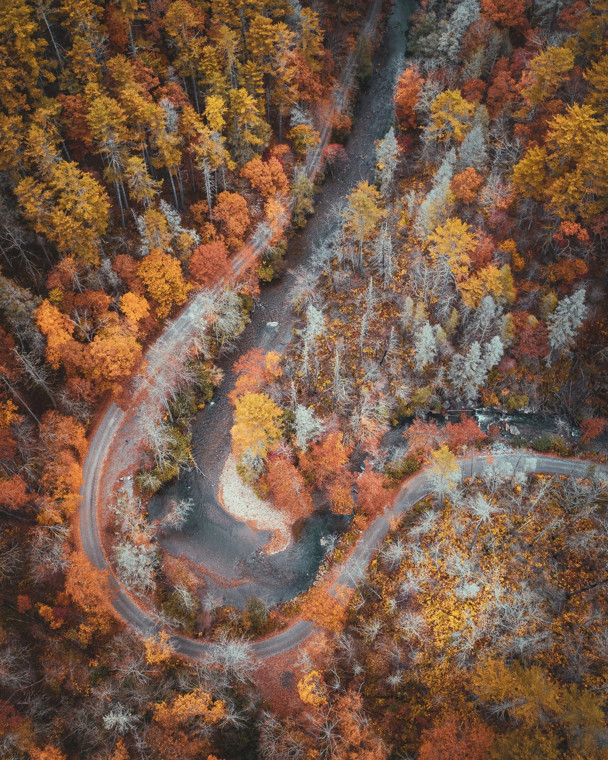  “Backcountry Leaf Peaking” 