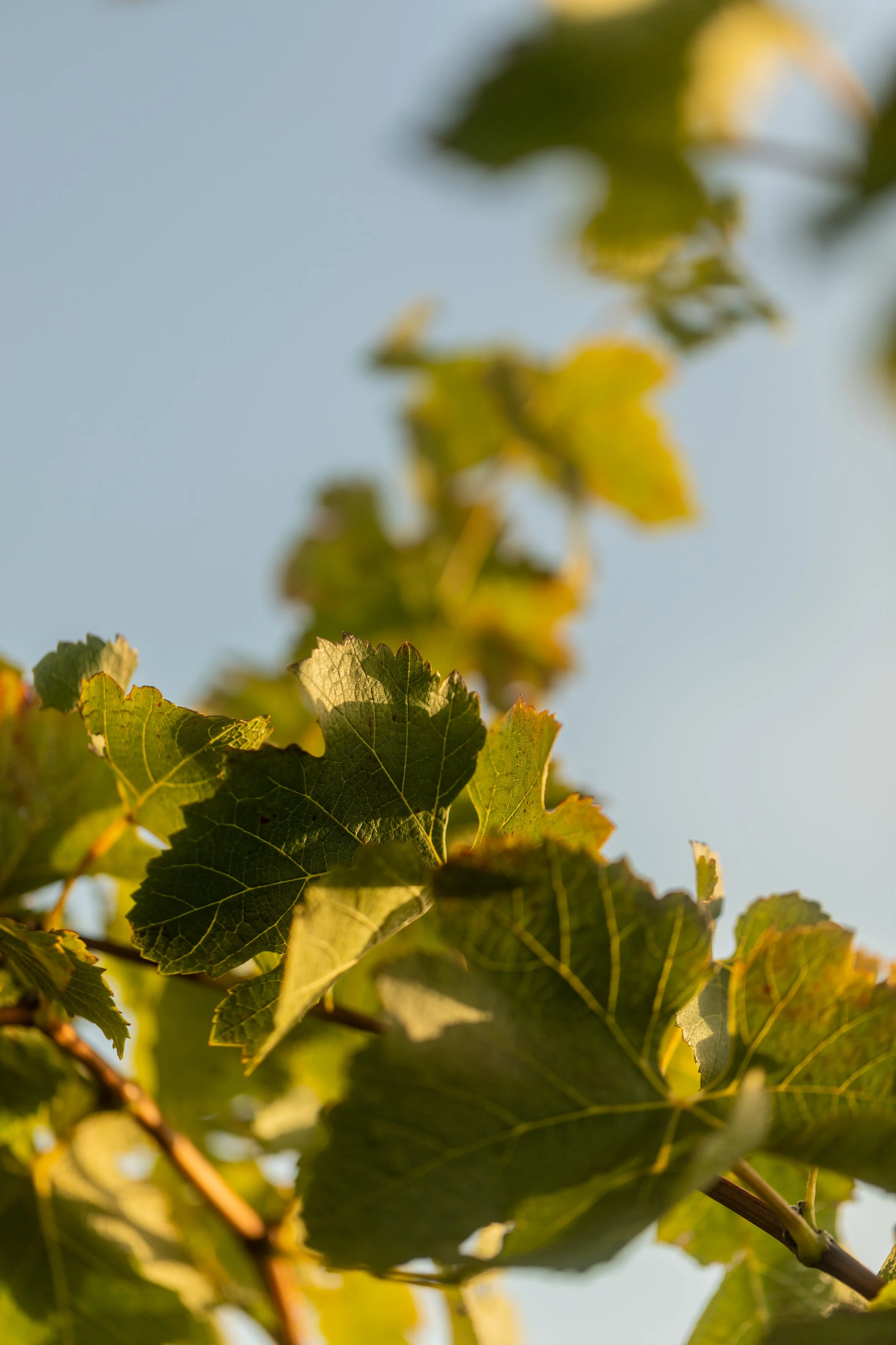 LM_A7406.jpg