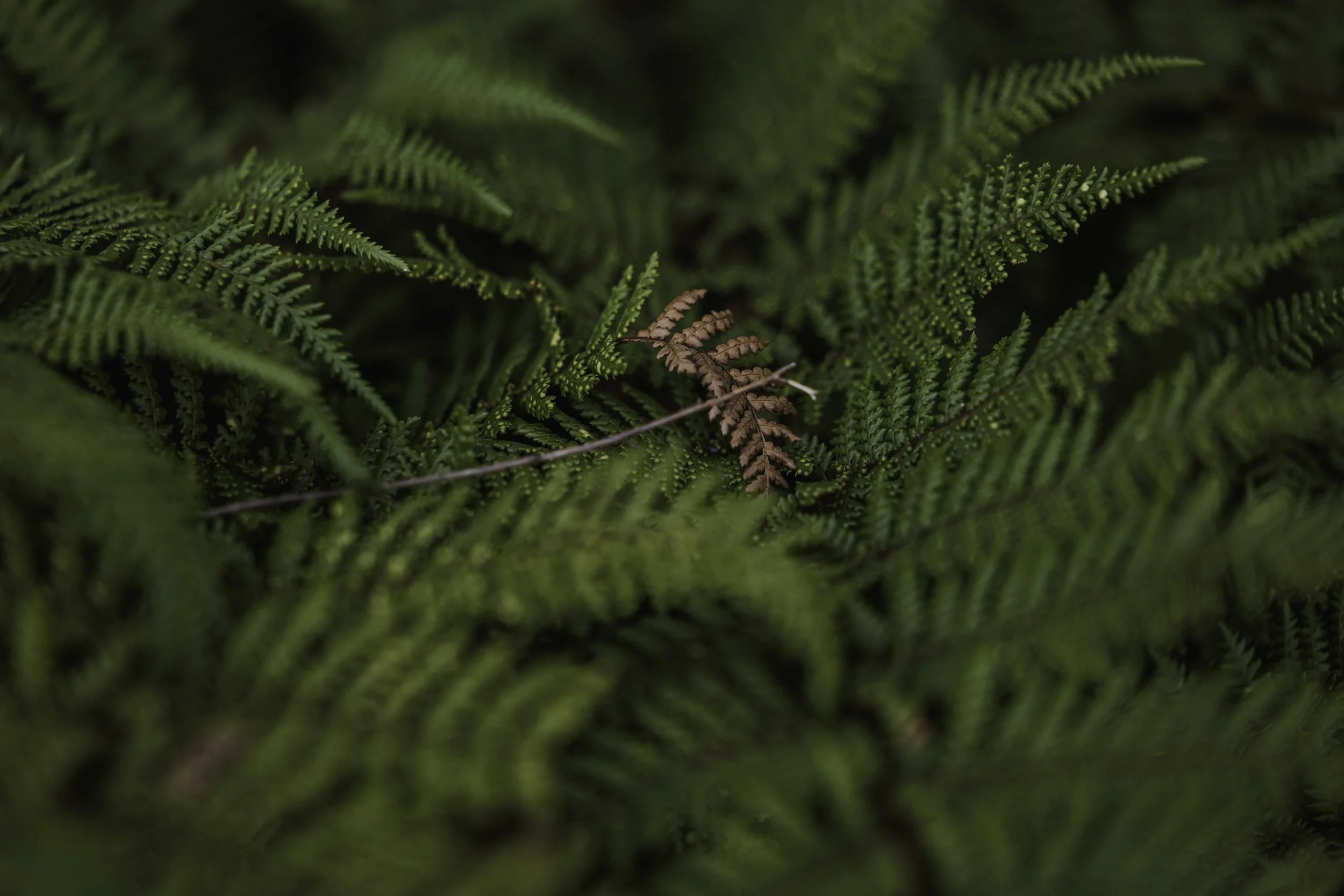 GUA_004 Te Puia_NZMACI-6733.jpg