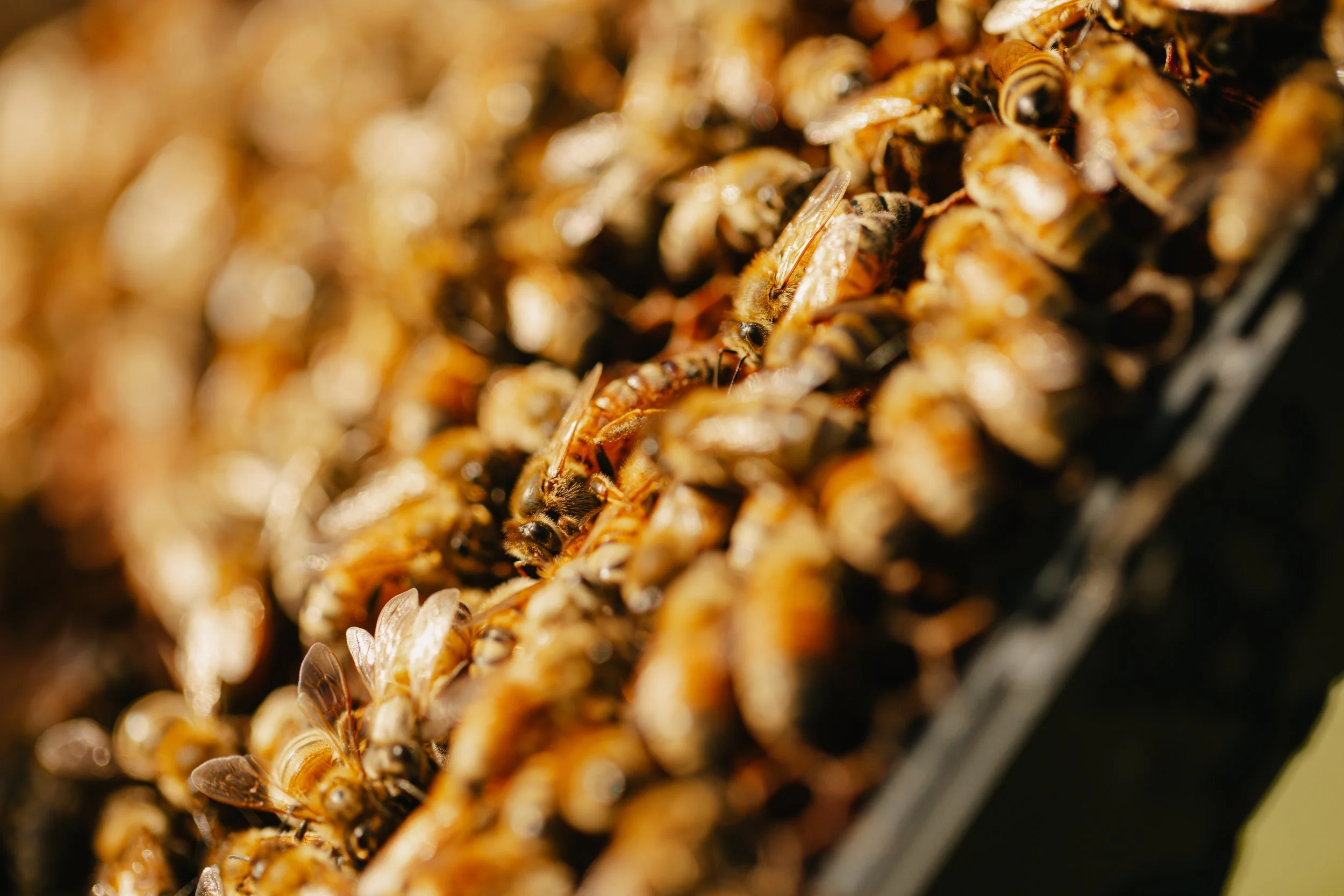Manawa Honey