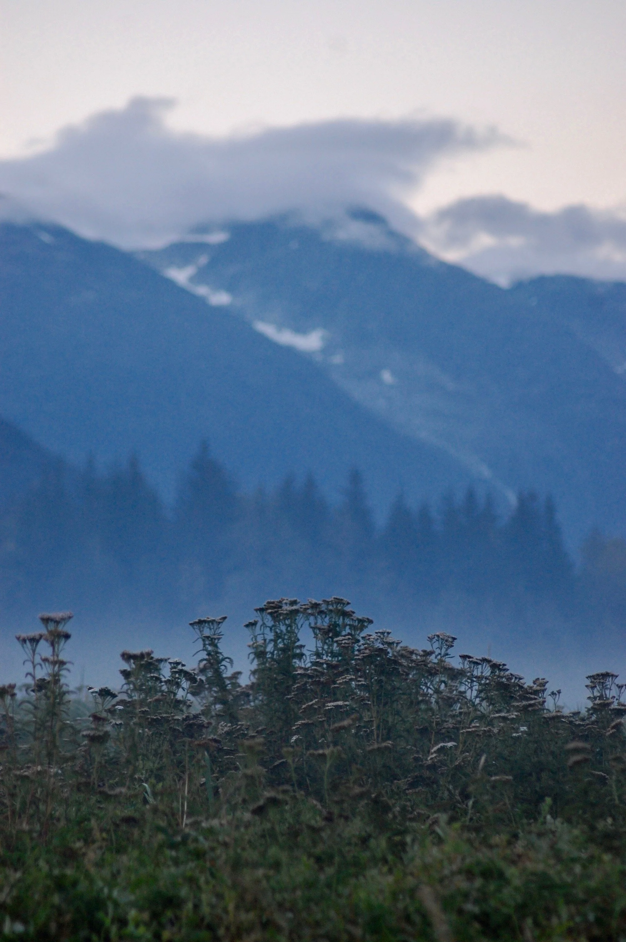 Misty Yarrow.jpeg