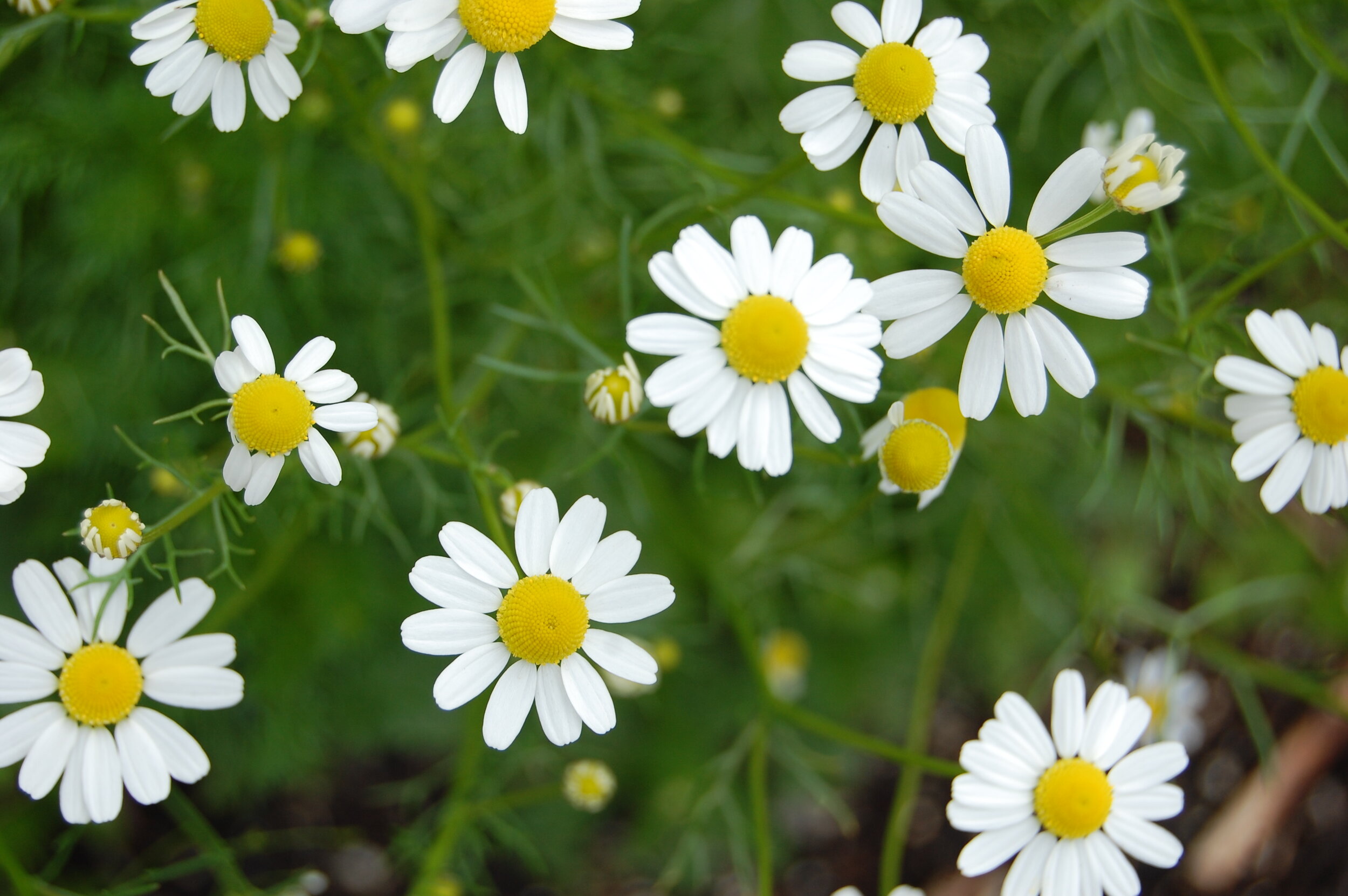 Chamomile at the Community Garden
