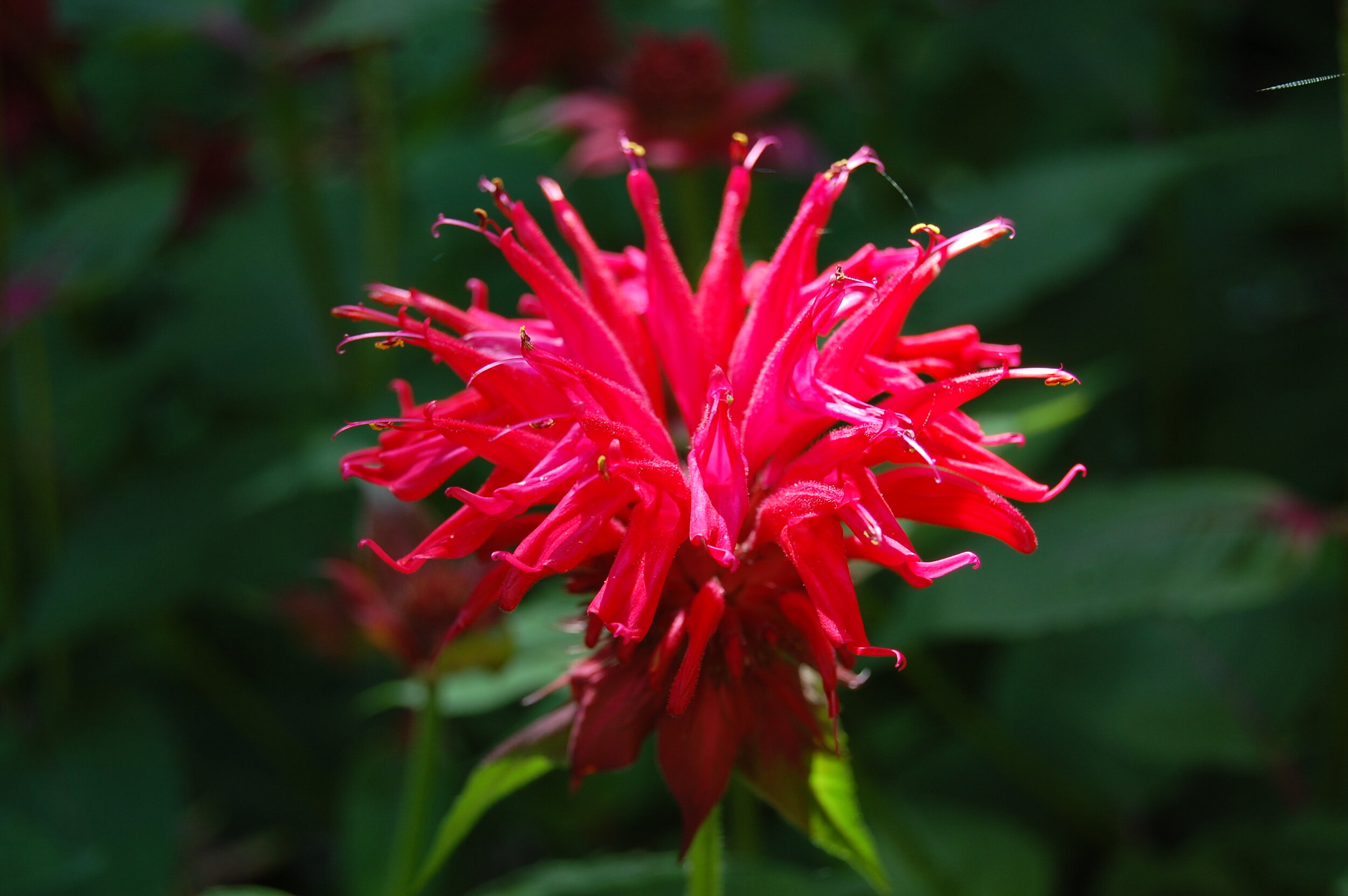 Bee Balm (Monarda didyma)