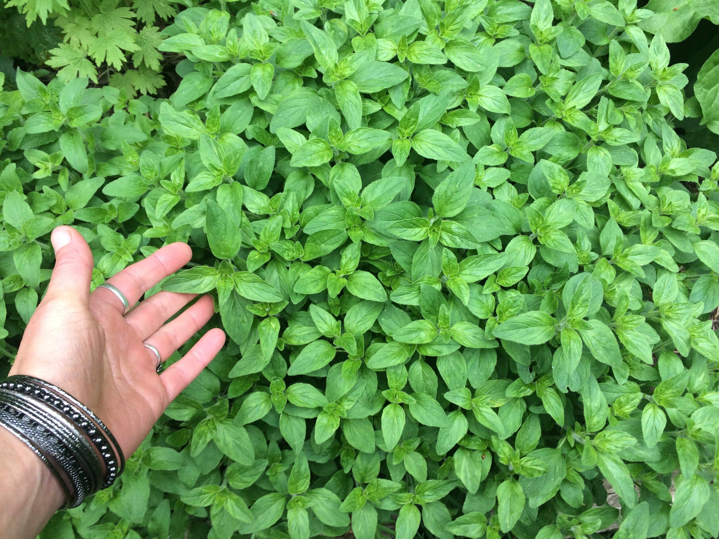 Oregano, overwintered for five + years!