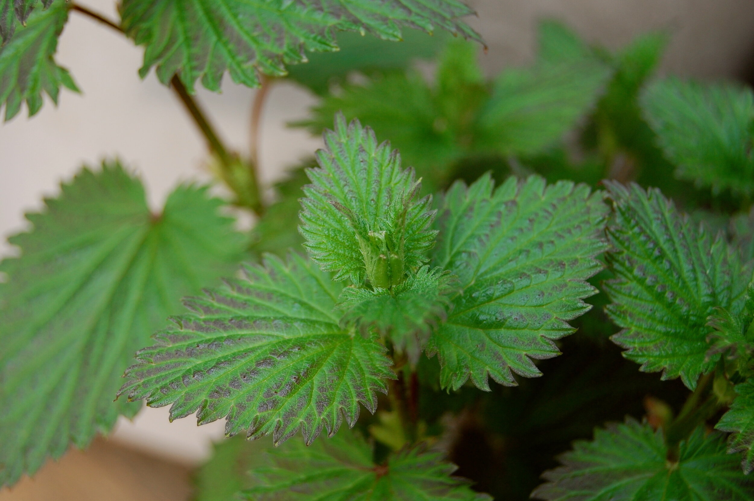 Stinging Nettle, yes I plant this on purpose :)