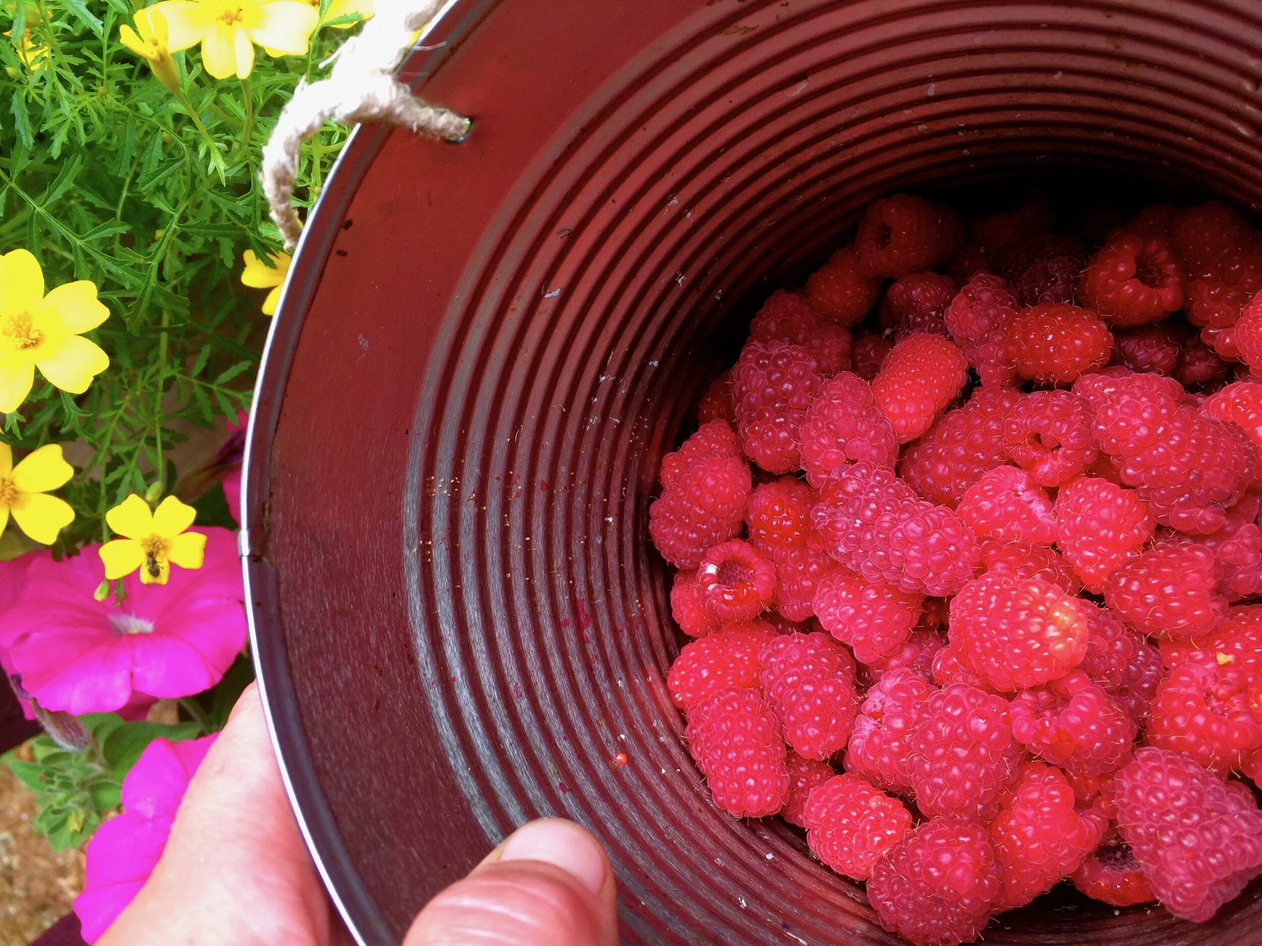 Gifts from the Garden