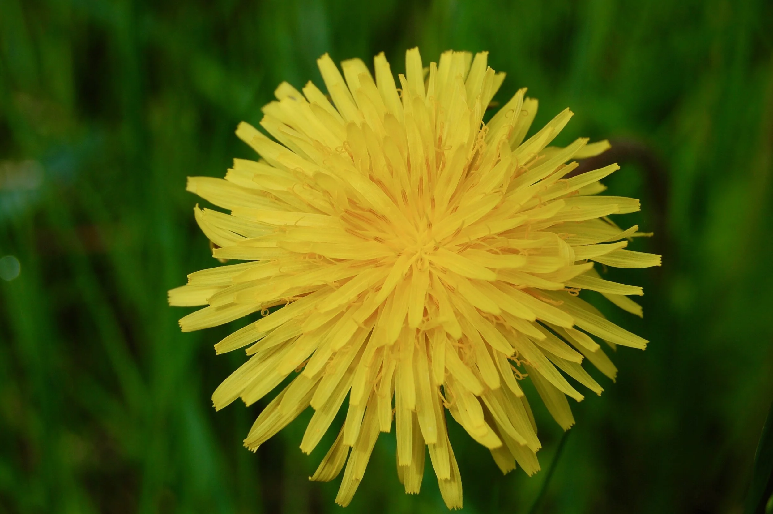 Dandelions are food &amp; medicine!