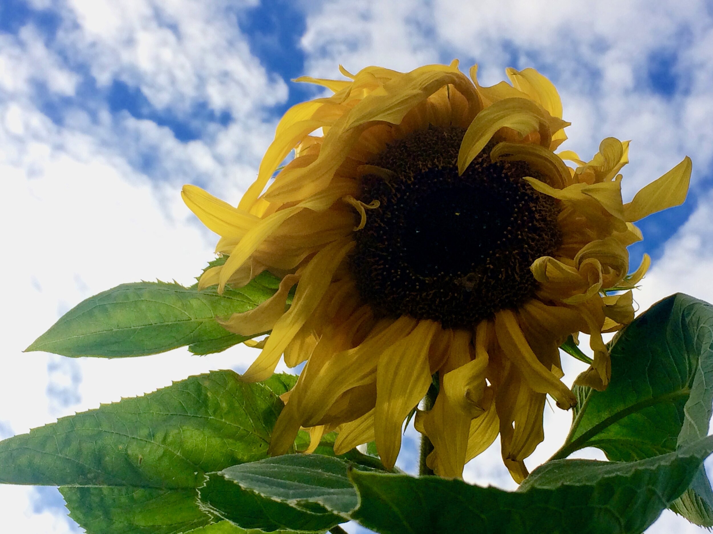 Gorgeous Sunflower at Community Garden