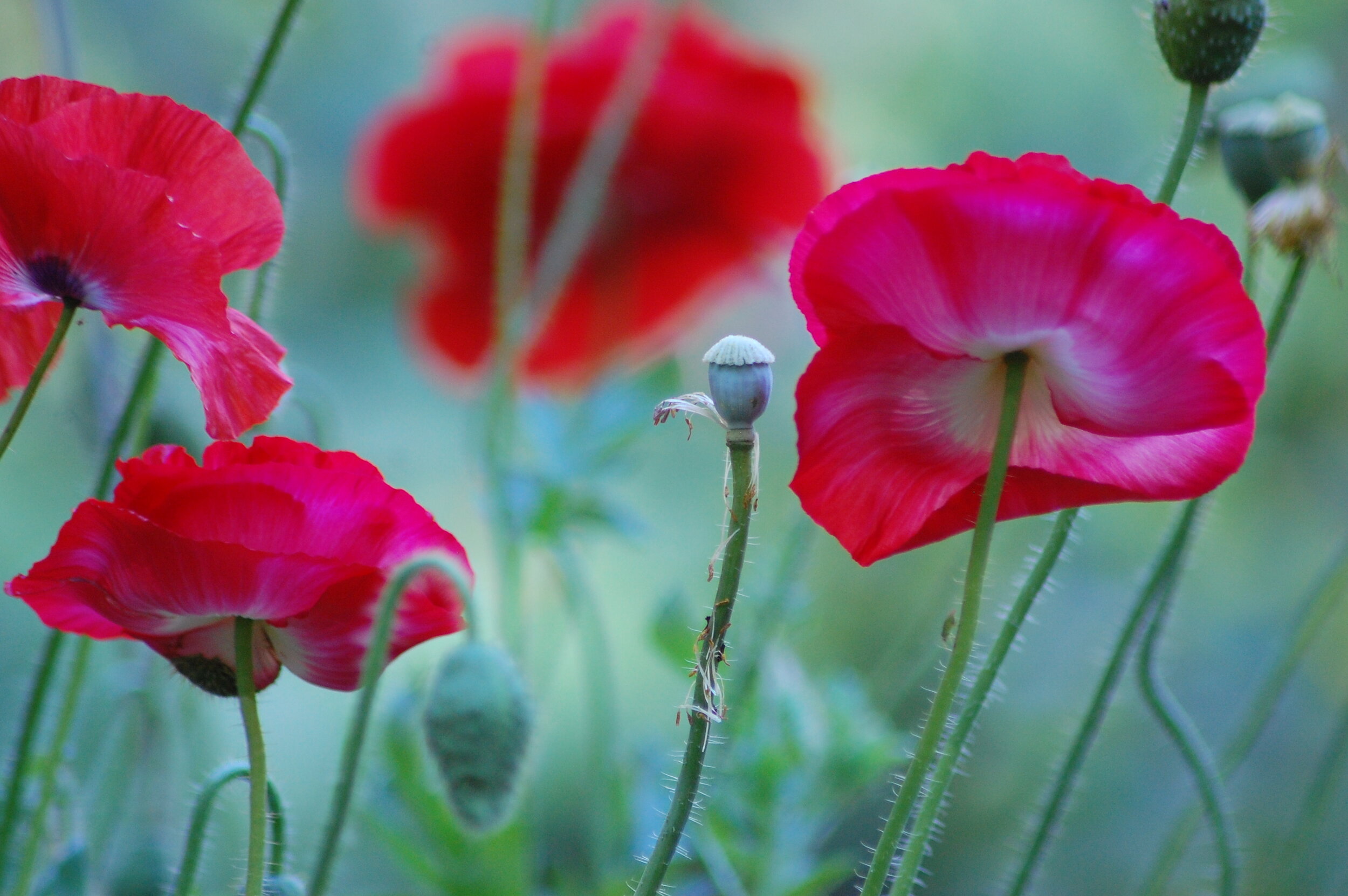 Shirley Poppies