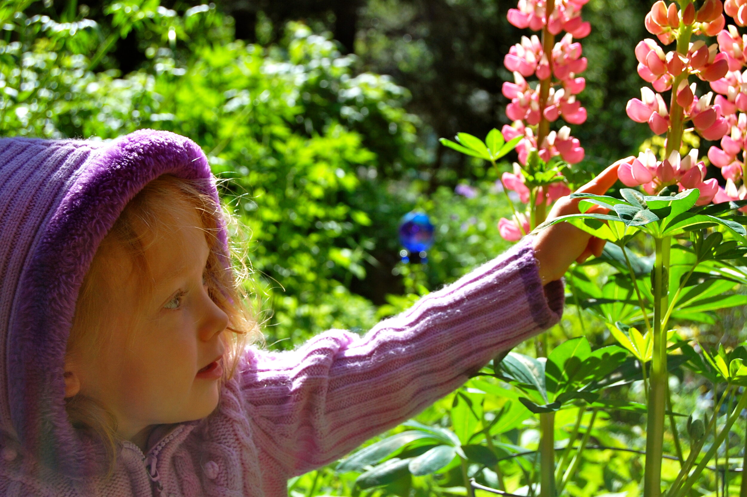 Lu and Lupines in the Backyard Garden