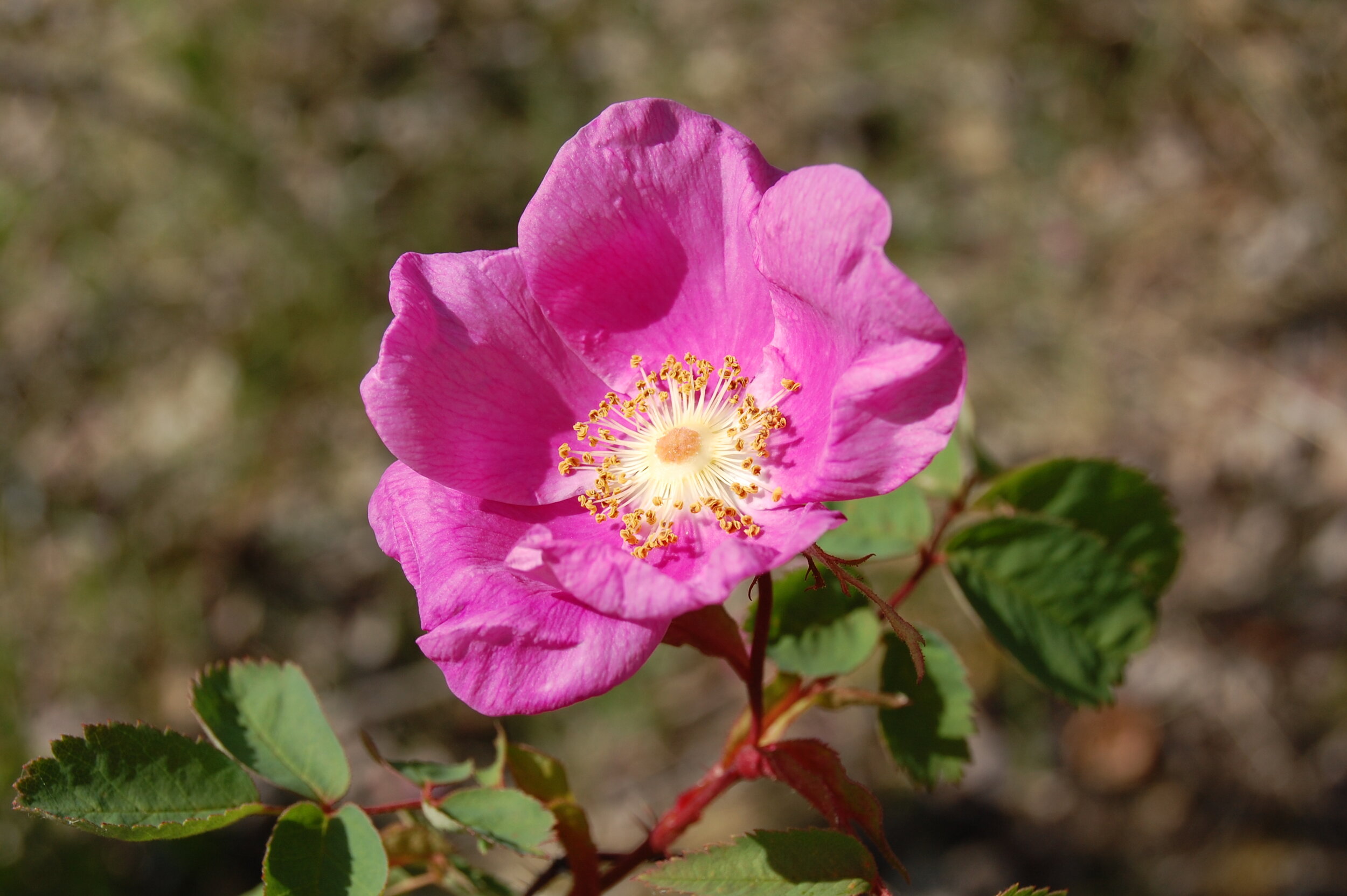 Wild Rose