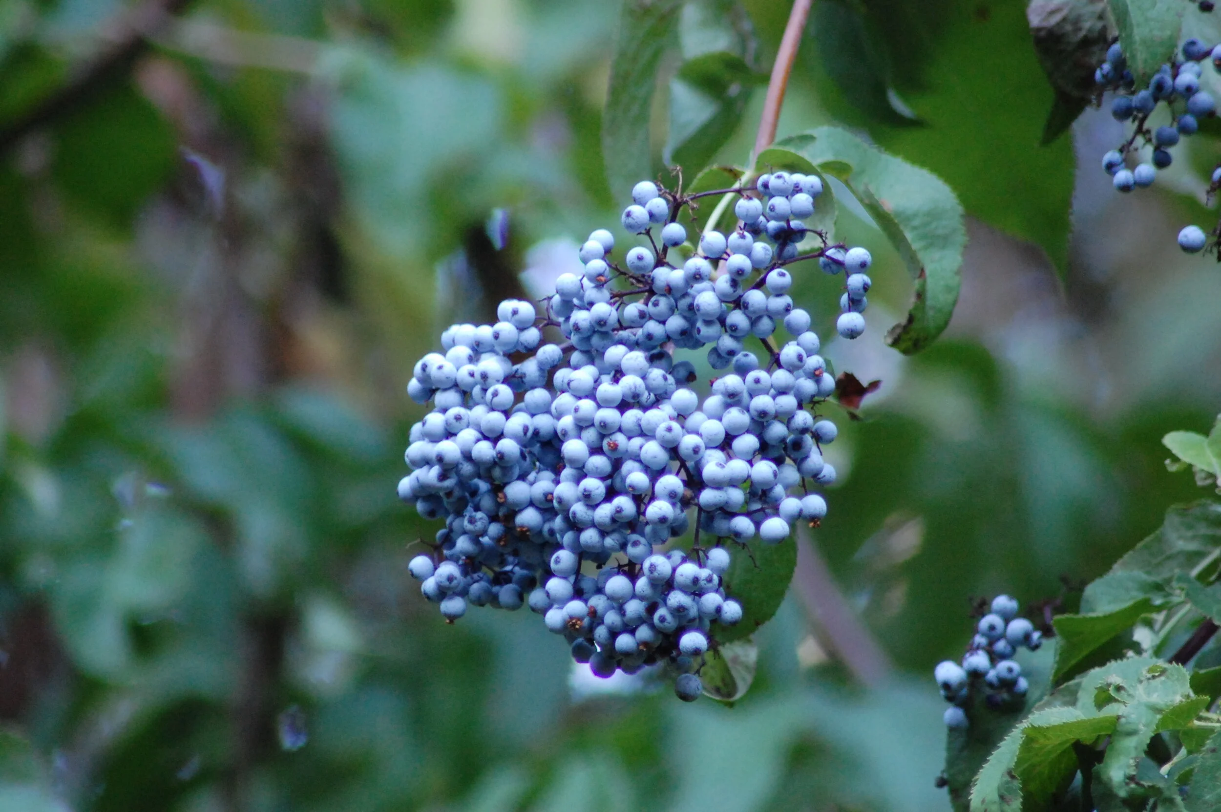 Elderberries &amp; Autumn in Idaho