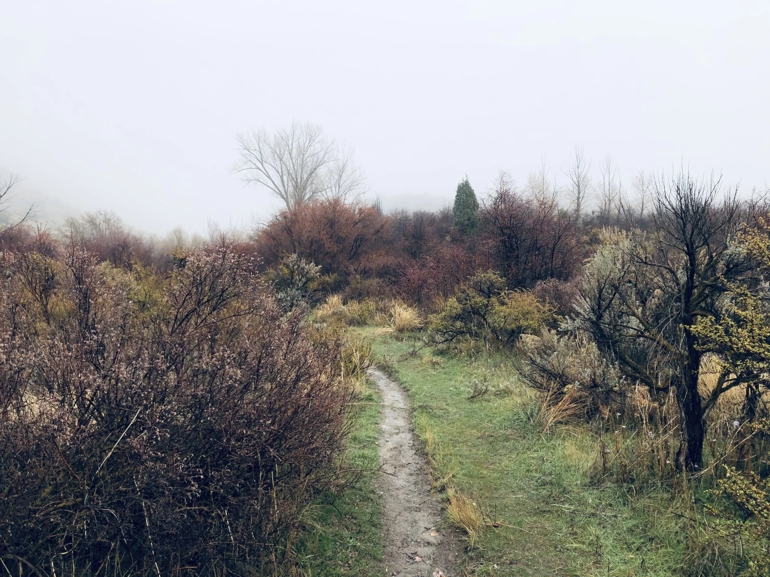 misty morning robbers roost Oct:Nov 2021.jpeg