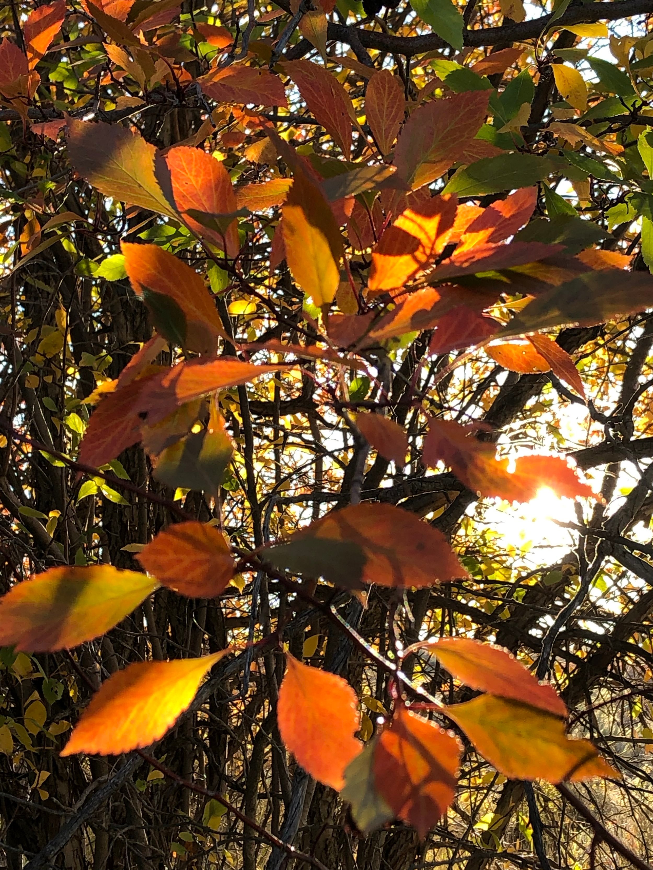 Hawthorn+glow.jpg