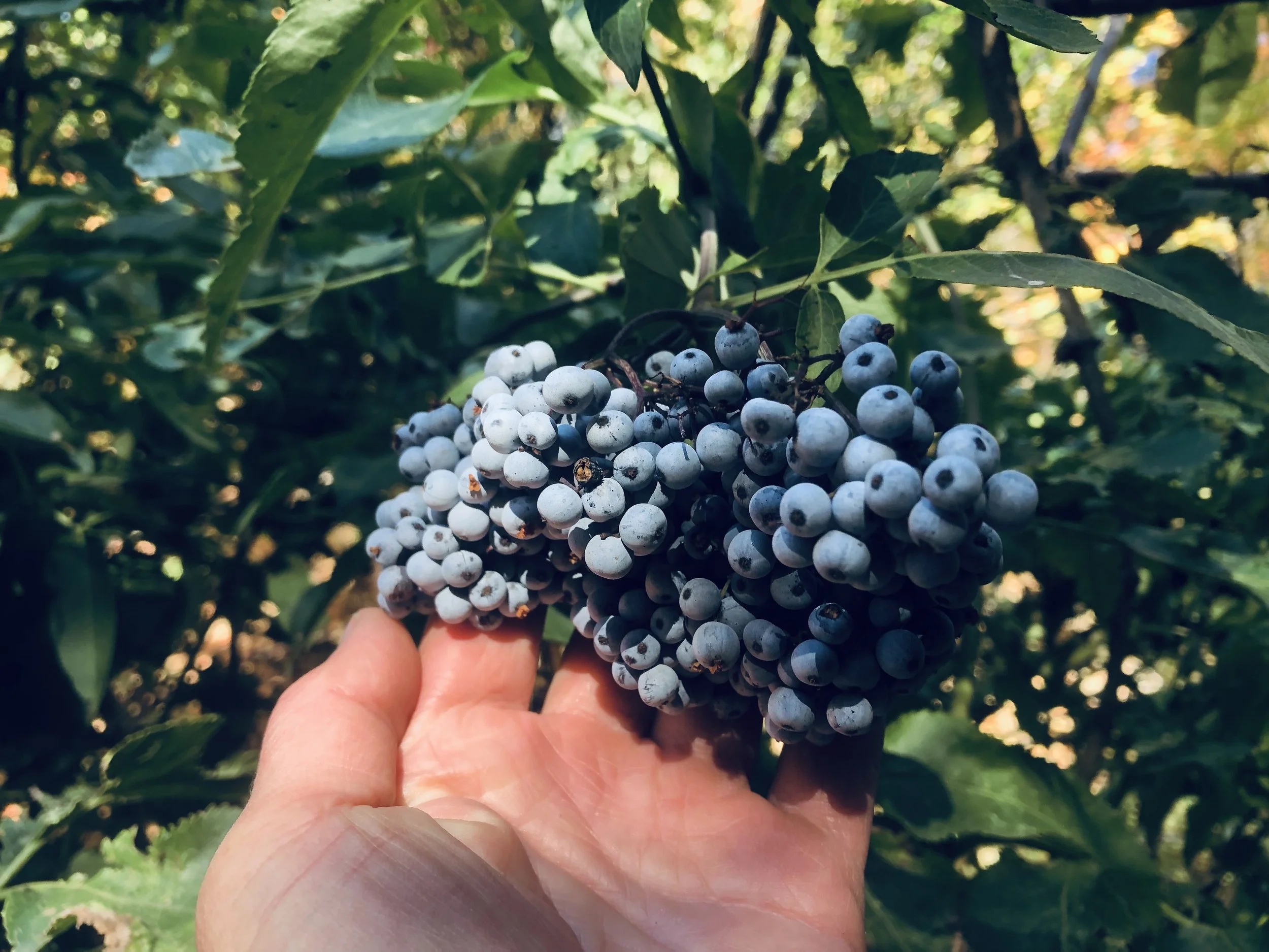 elderberry, hand 2021.jpeg