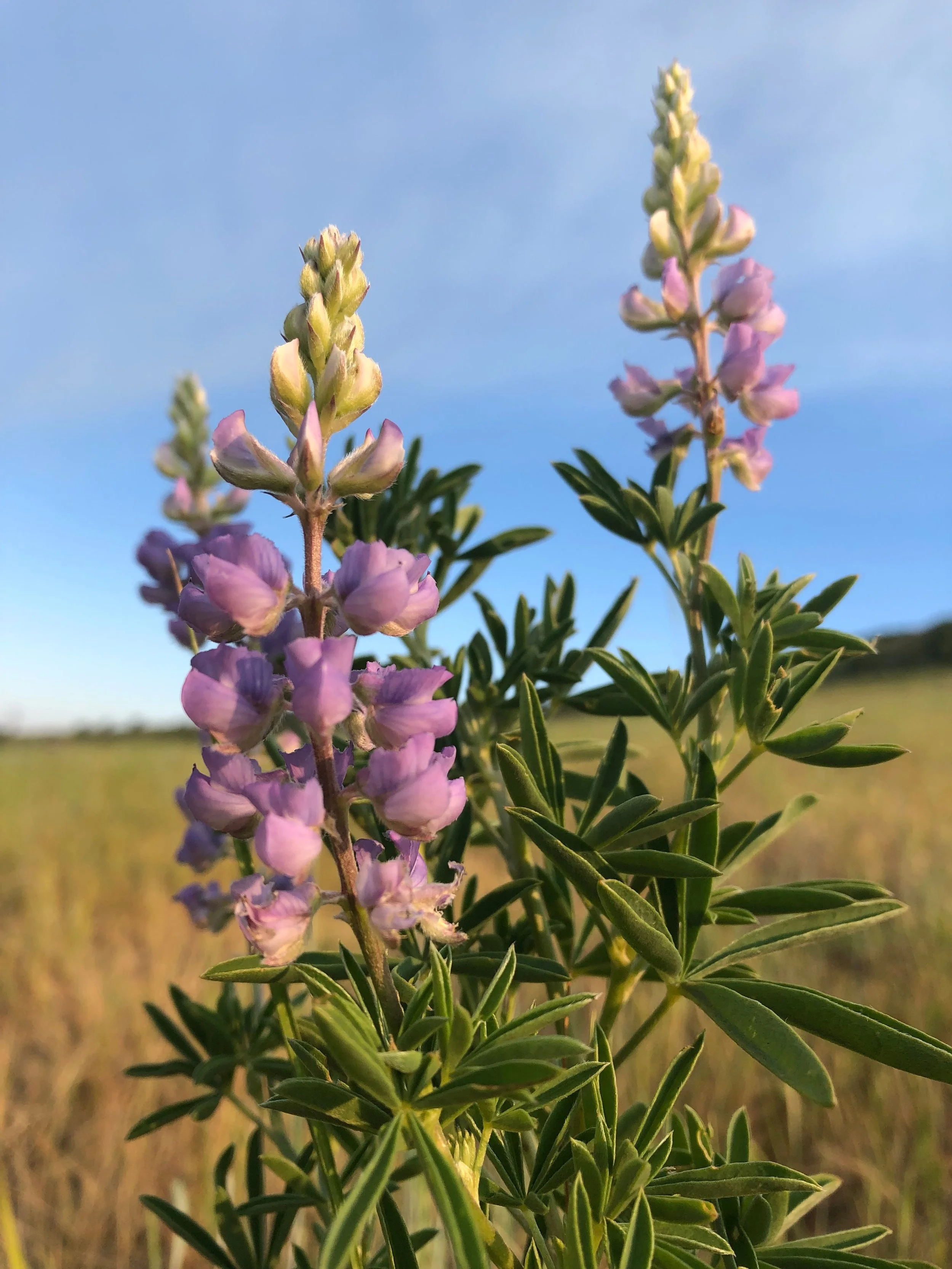 Lupines%2C+silver%28%3F%29.jpg
