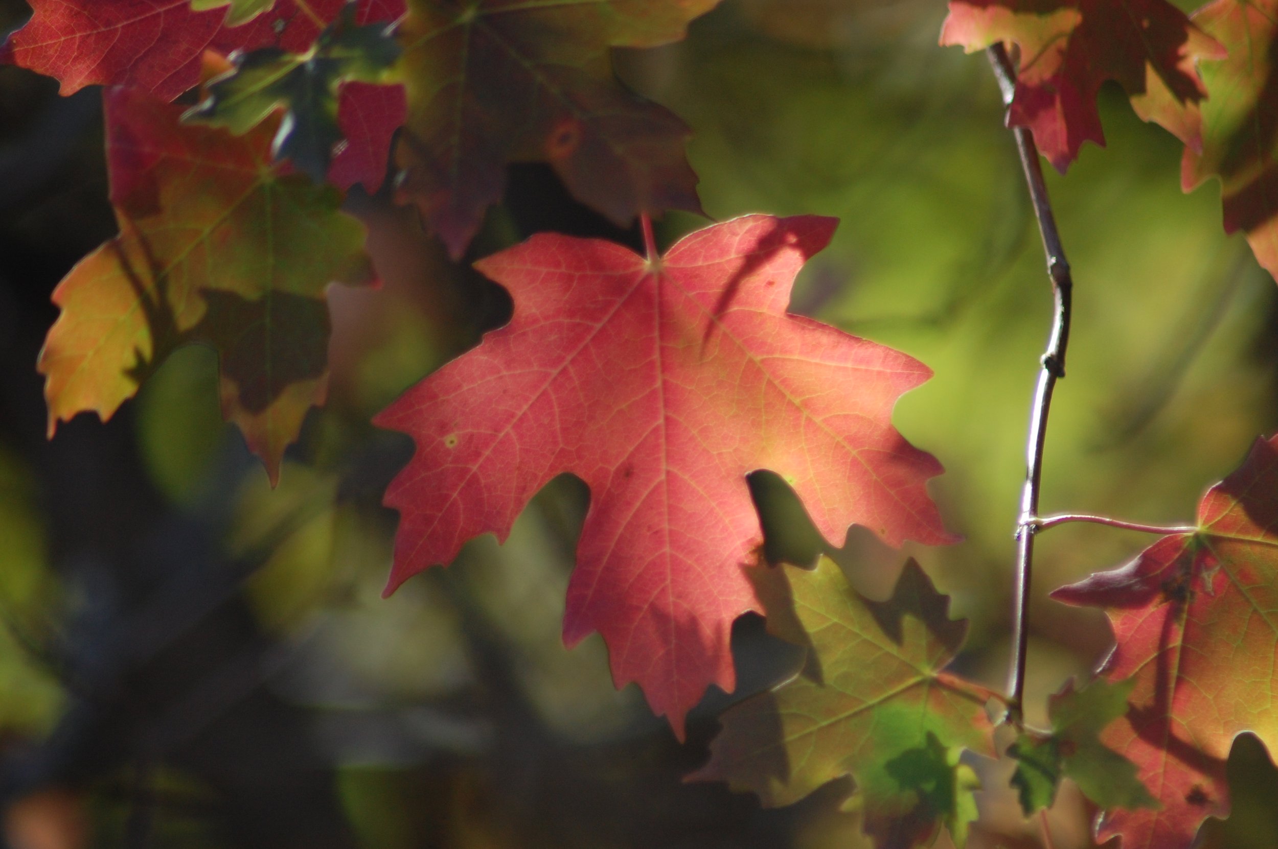 maple leaf close up dream like.JPG