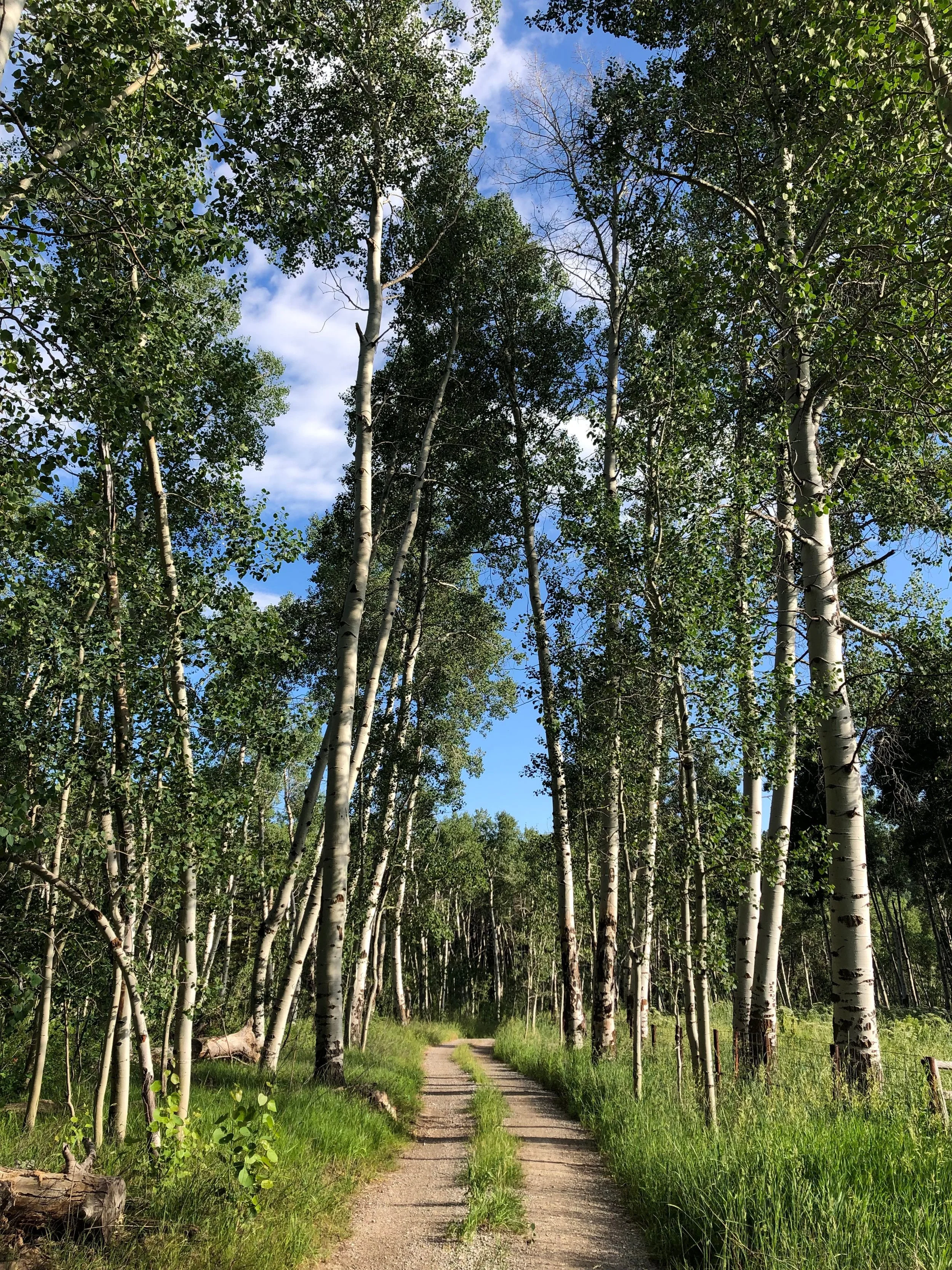 aspen%2C+eagle+creek%2C+wayan.jpg