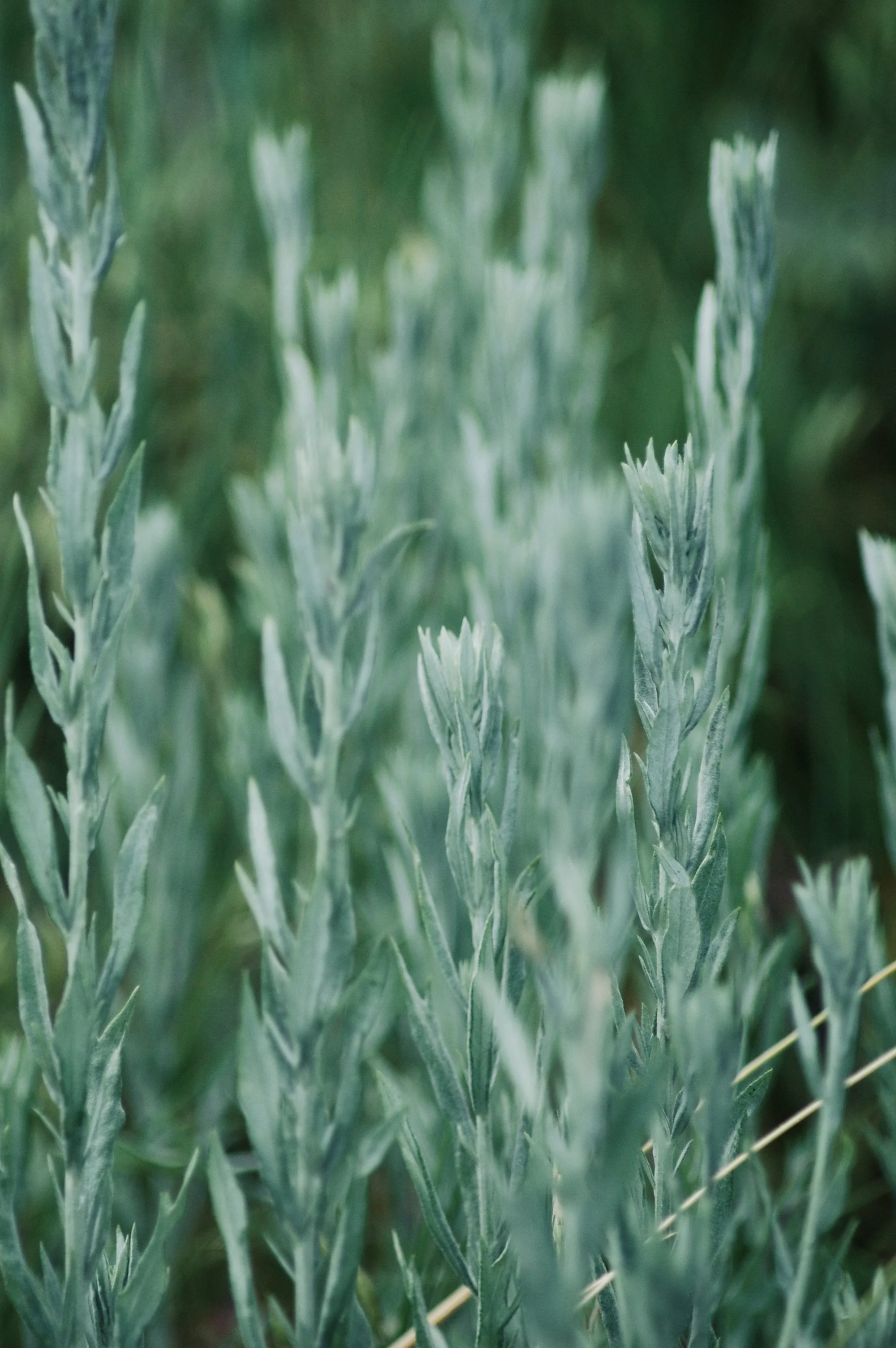 Mugwort 2022.JPG