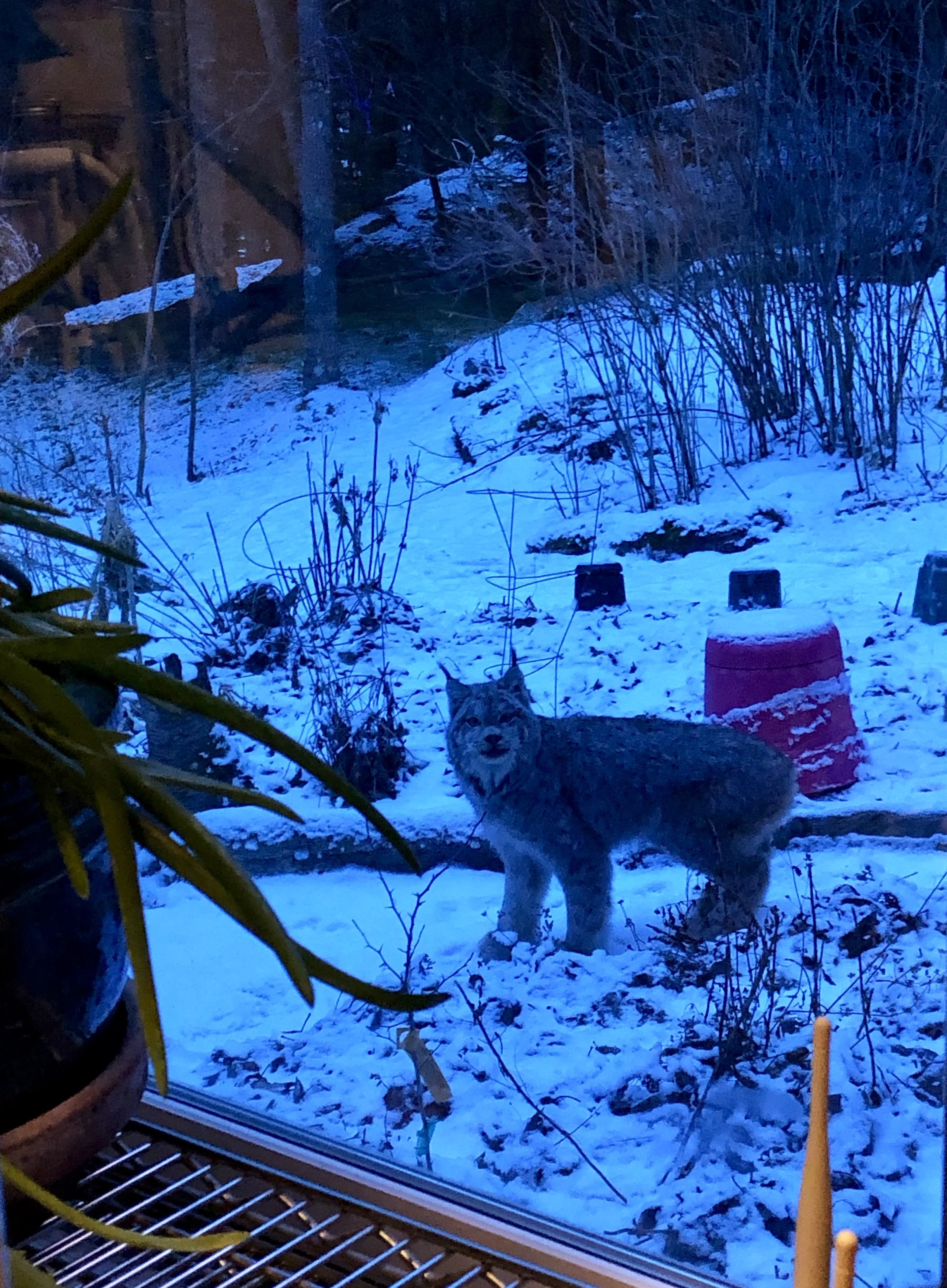 Moments with a Lynx...