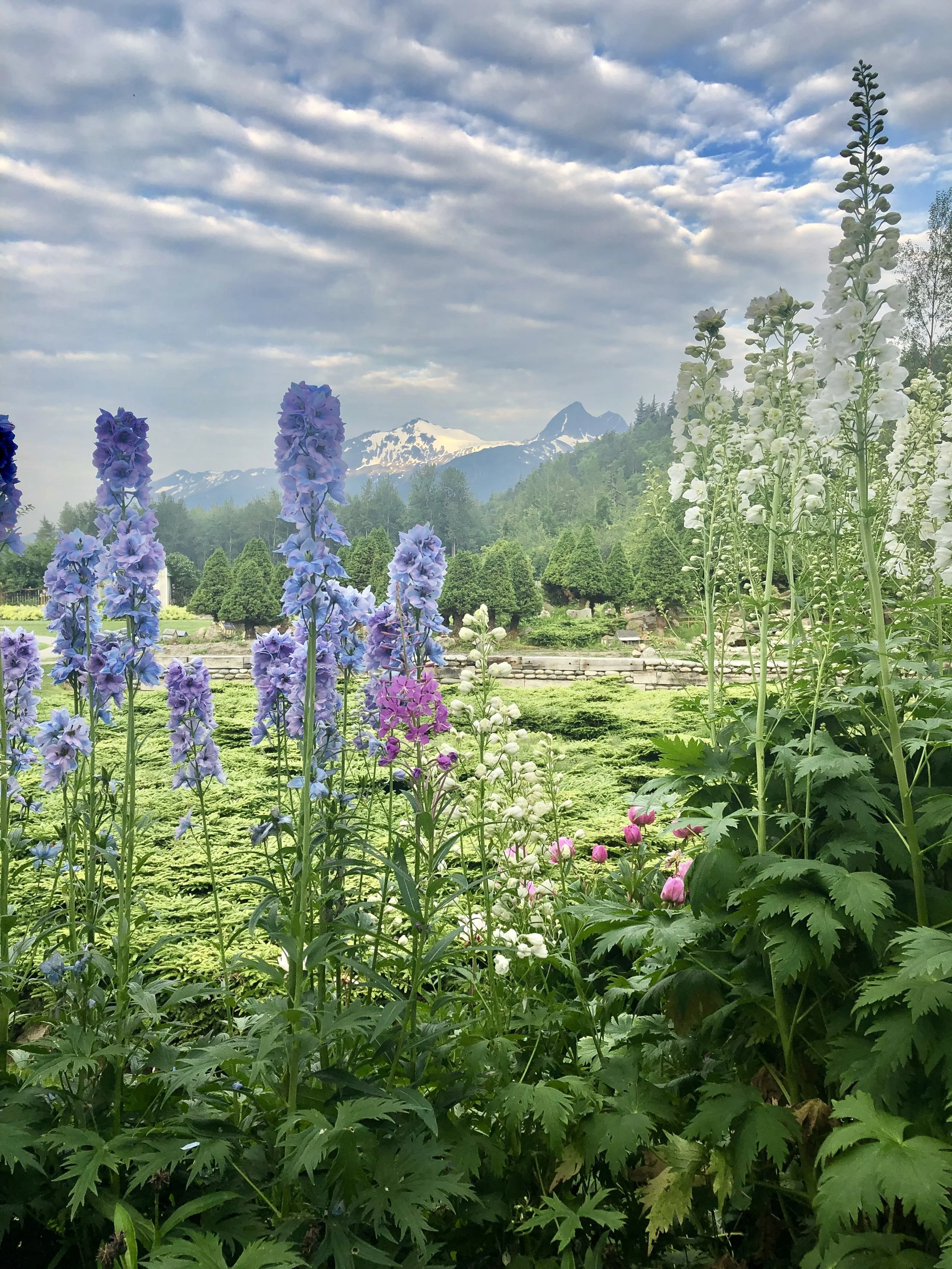 The Mouse in the Delphiniums...a true-tale.
