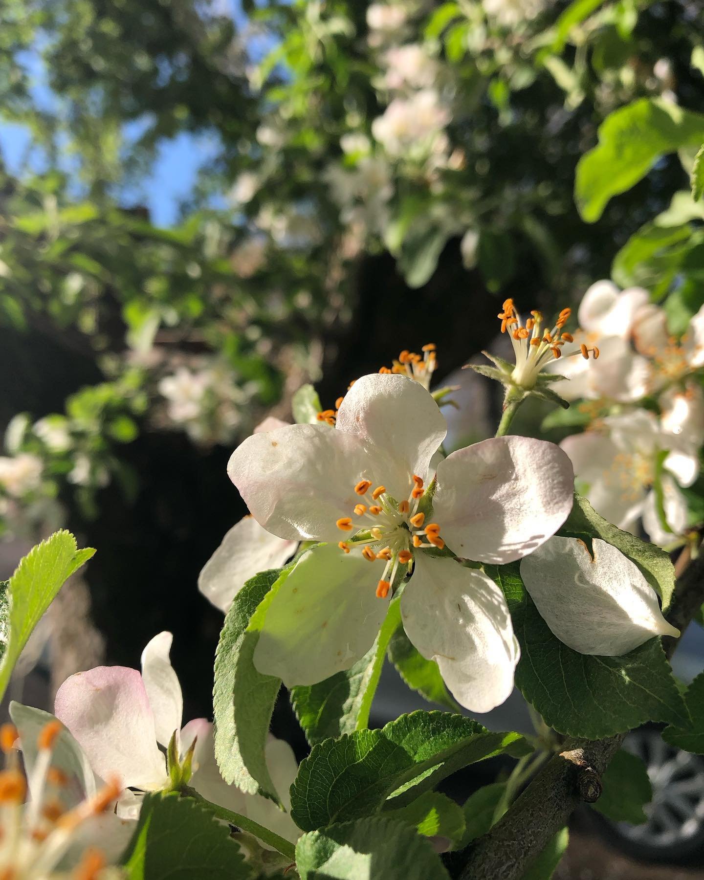 Apple blossoms.

Fleeting bursts of beauty. 

Grateful to the ones who planted &amp; tended the trees &amp; bushes in this yard.  I&rsquo;ll add the garden. ✨🌱

#spring