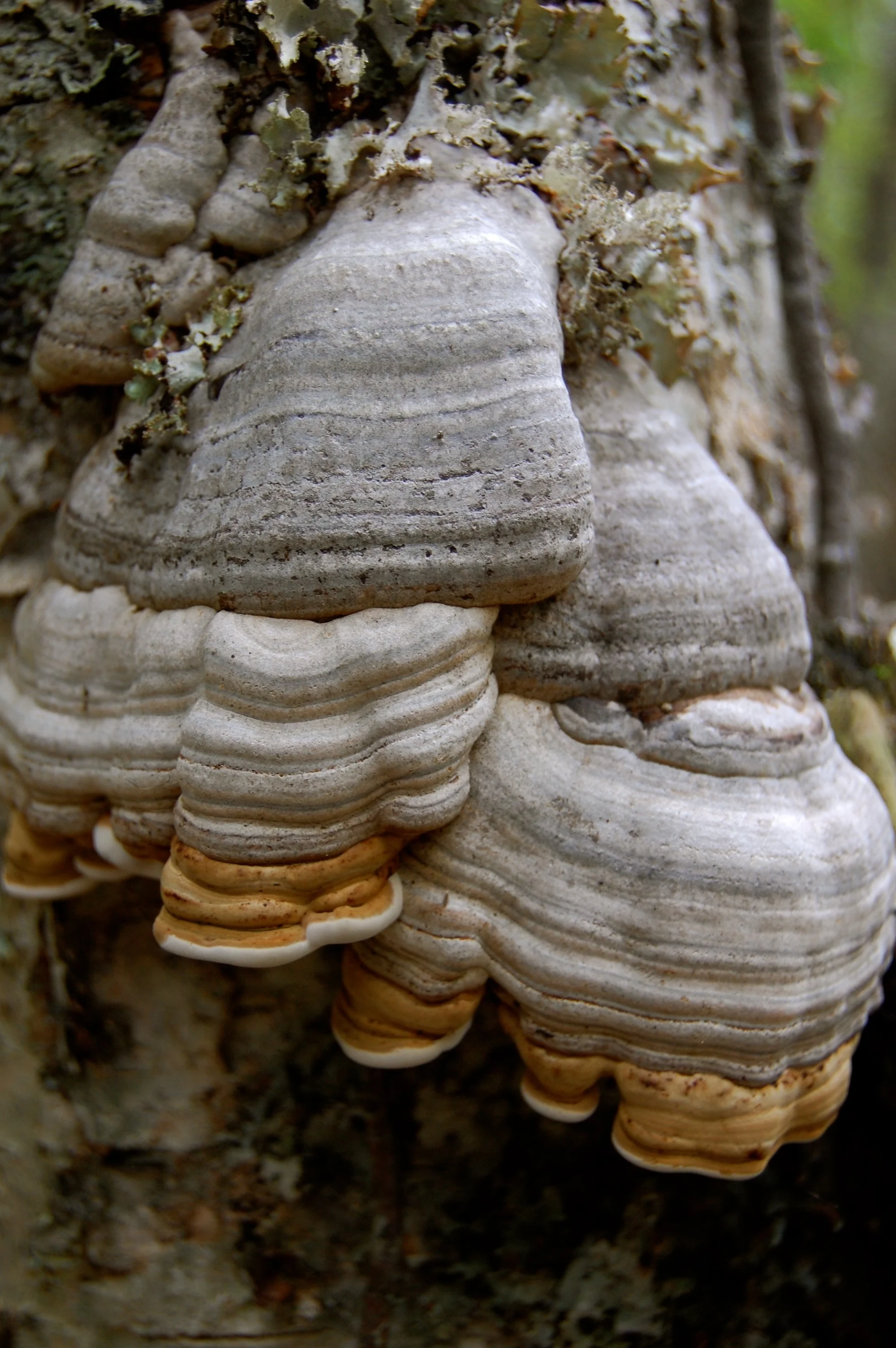 MORE MUSINGS via Substack