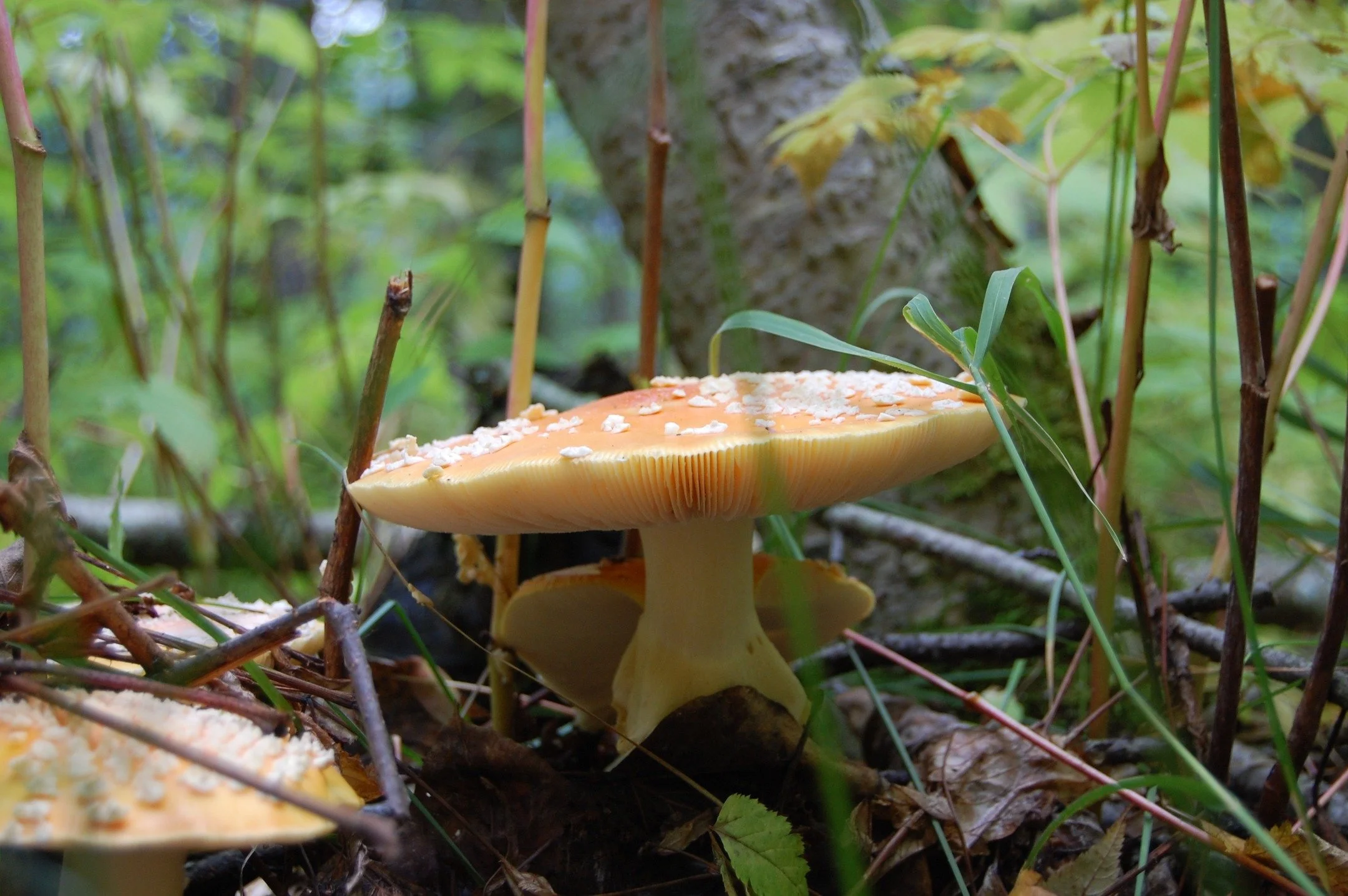 New essay up on Substack ~ this one is about Mushrooms. The first part is free, the second is for founding members and paid subscribers. If you like foraging for mushrooms, you might like to check it out. Pictured is an Amanita muscaria (not edible) 