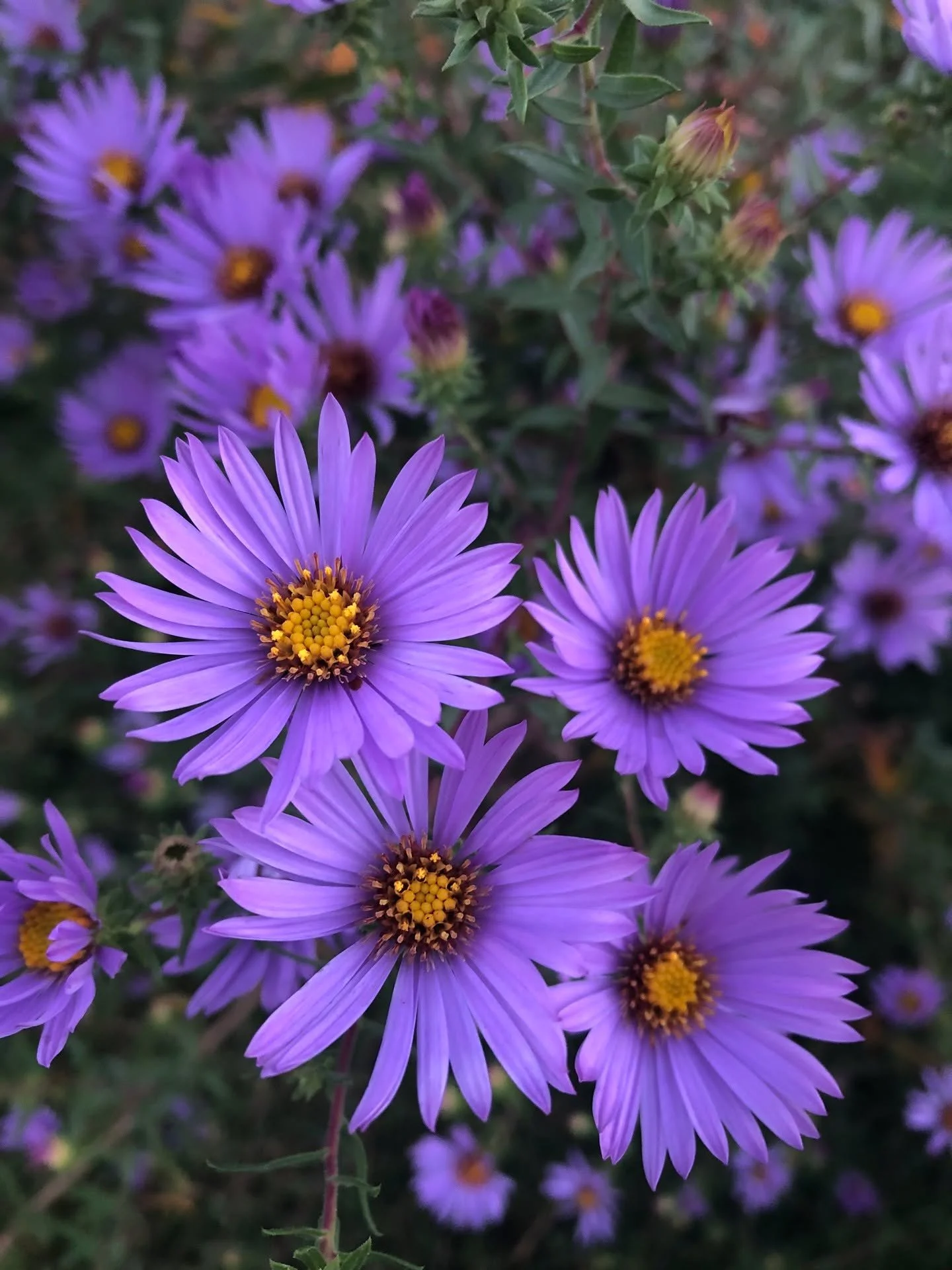 Mmmm...it's Aster season...

Love these perennial Aromatic Asters from @strictlymedicinalseeds ~ I started them from seed in 2022 and they have formed luscious plants that flower later than most, providing Autumn color in the garden as well as lots o