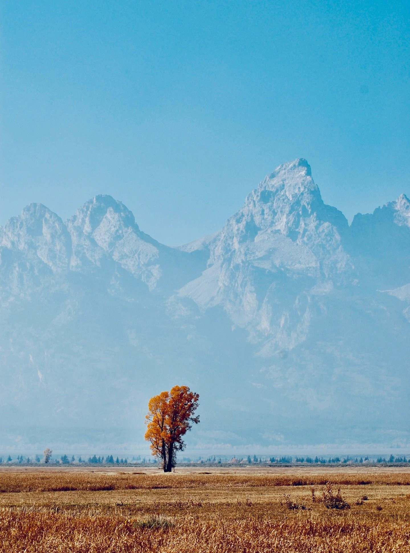 &quot;I wonder if those kinds of trees, the ones growing outside of the forest, the singleton in the meadow, the lone vertical in a field&hellip;do they get lonely? Do they see their tree friends from afar and wonder how they are doing? Were they onc