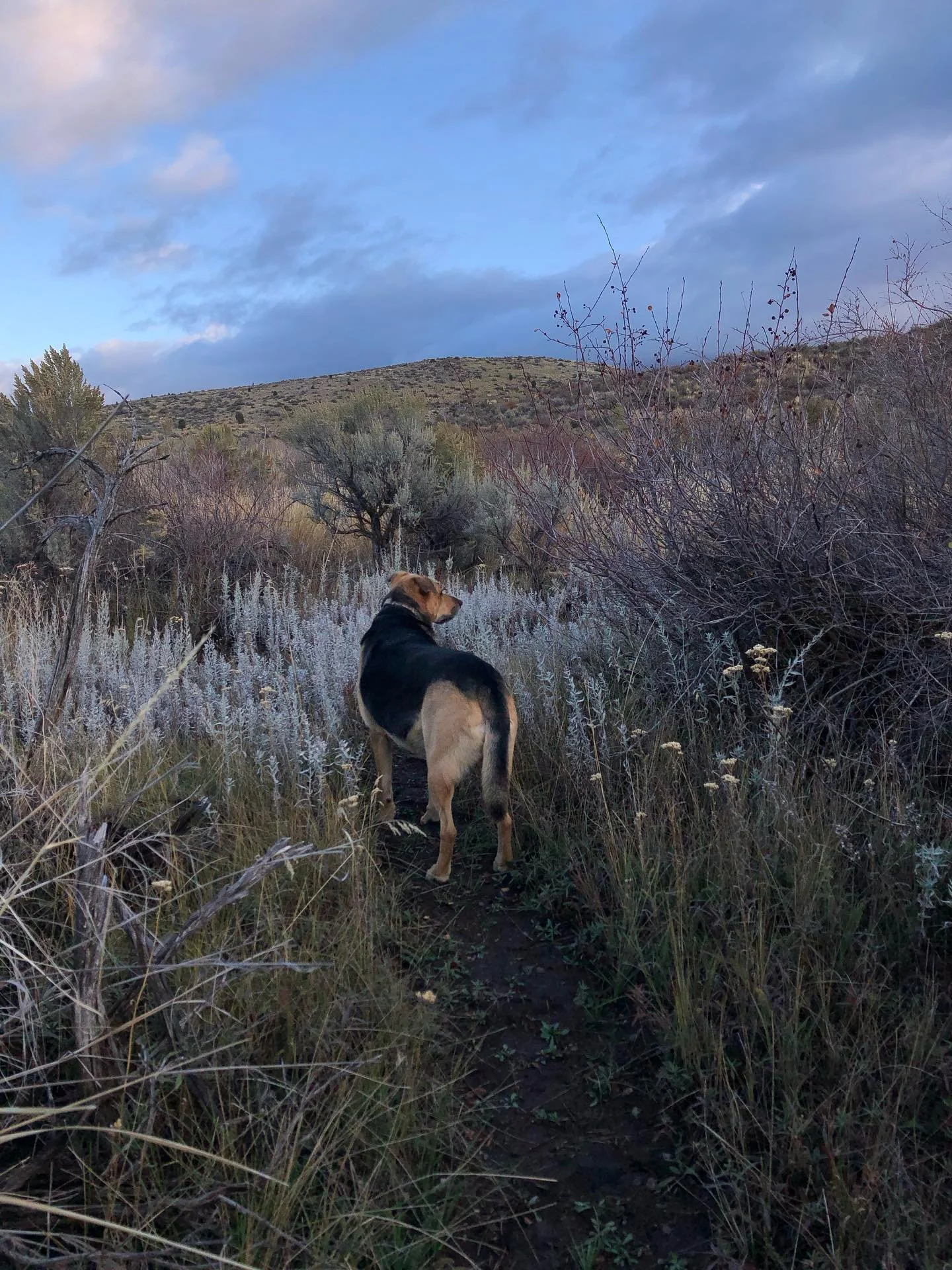 It’s nice watching this landscape shift into Autumn.  Feeling a bit of affection for it actually.  Planted the garlic & a whole bunch of tulips.  Garden & shed are almost put to bed.  Digging this time of year, hope you are too. 🍂