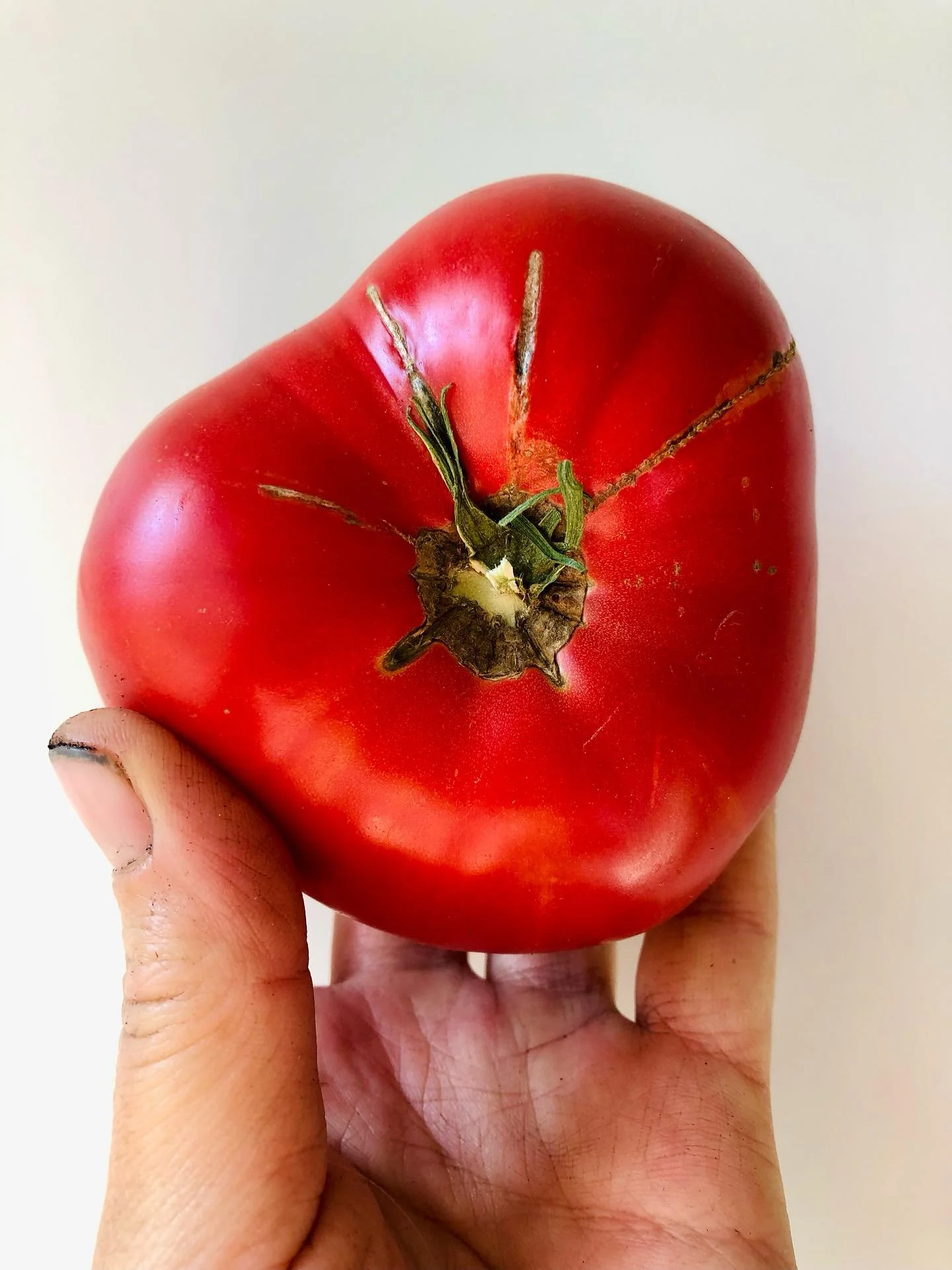 Picked this tomato a few weeks ago when the frosty nights were imminent, it was green at the time. 
Pretty nifty.
#homegrown #tomato #archaicjoy