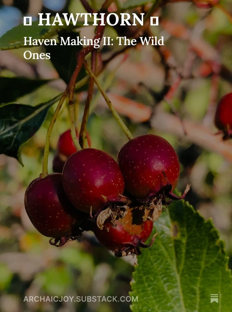 &quot;It has been nice to get to know this thorny, spiritual, hedgerow tree of many uses. Growing all over these parts, it prefers to have a little water, so is often seen growing next to rivers and creeks, in draws, where spring snows build up, or a