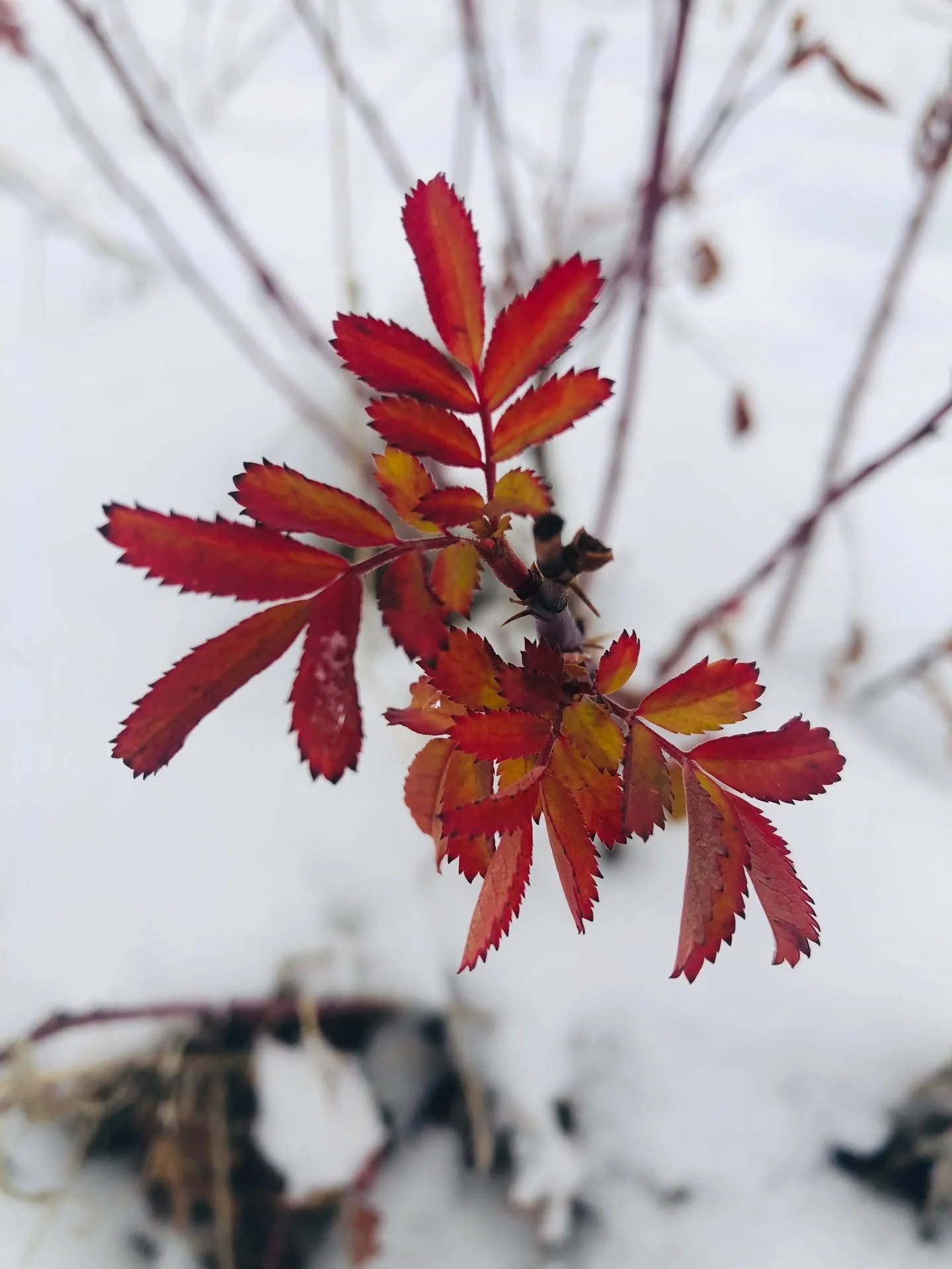 Pretty wild rose gifting a final color dazzle.

#wildrose #archaicjoy #plantmagic