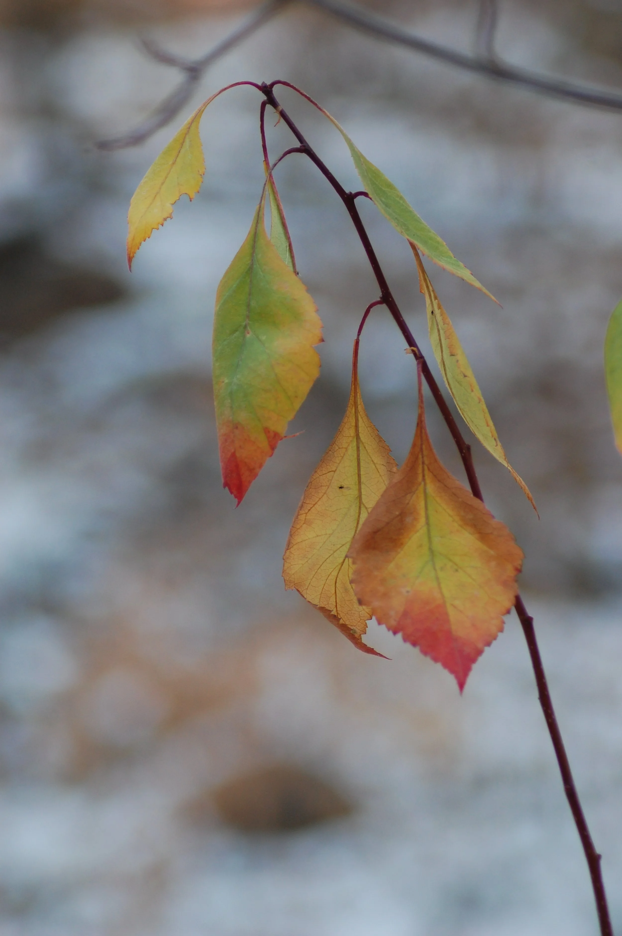 Red twigged dogwood last of the leaves 2023.JPG