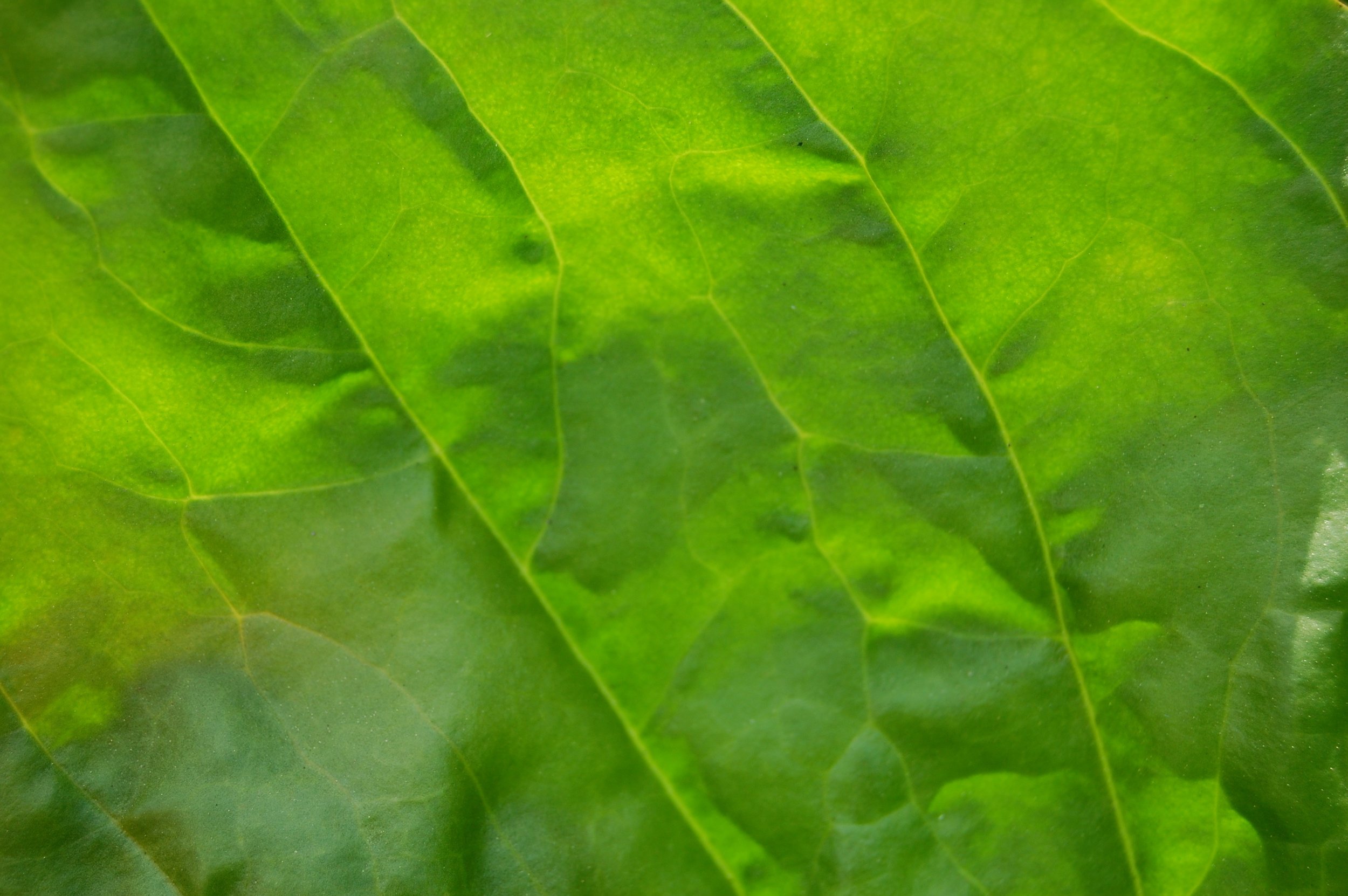 ♢ 13 Plants you can Chew up and Use on a Bug Bite ♢ DATE: Monday 8/24 7:00-8pm