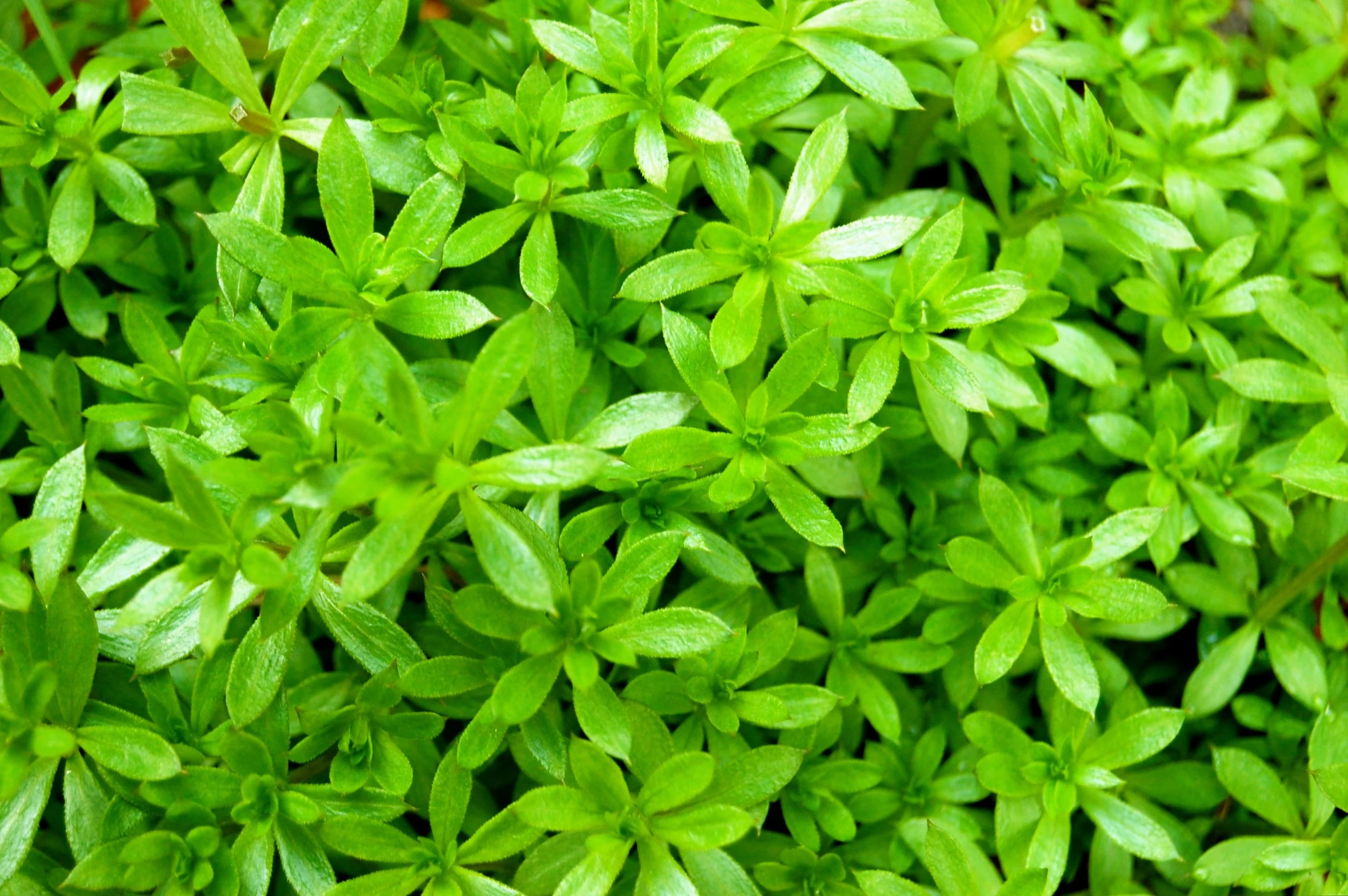 ♢ 13 Plants you can Chew up and Use on a Bug Bite ♢ DATE: Monday 9/7 7:00-8pm