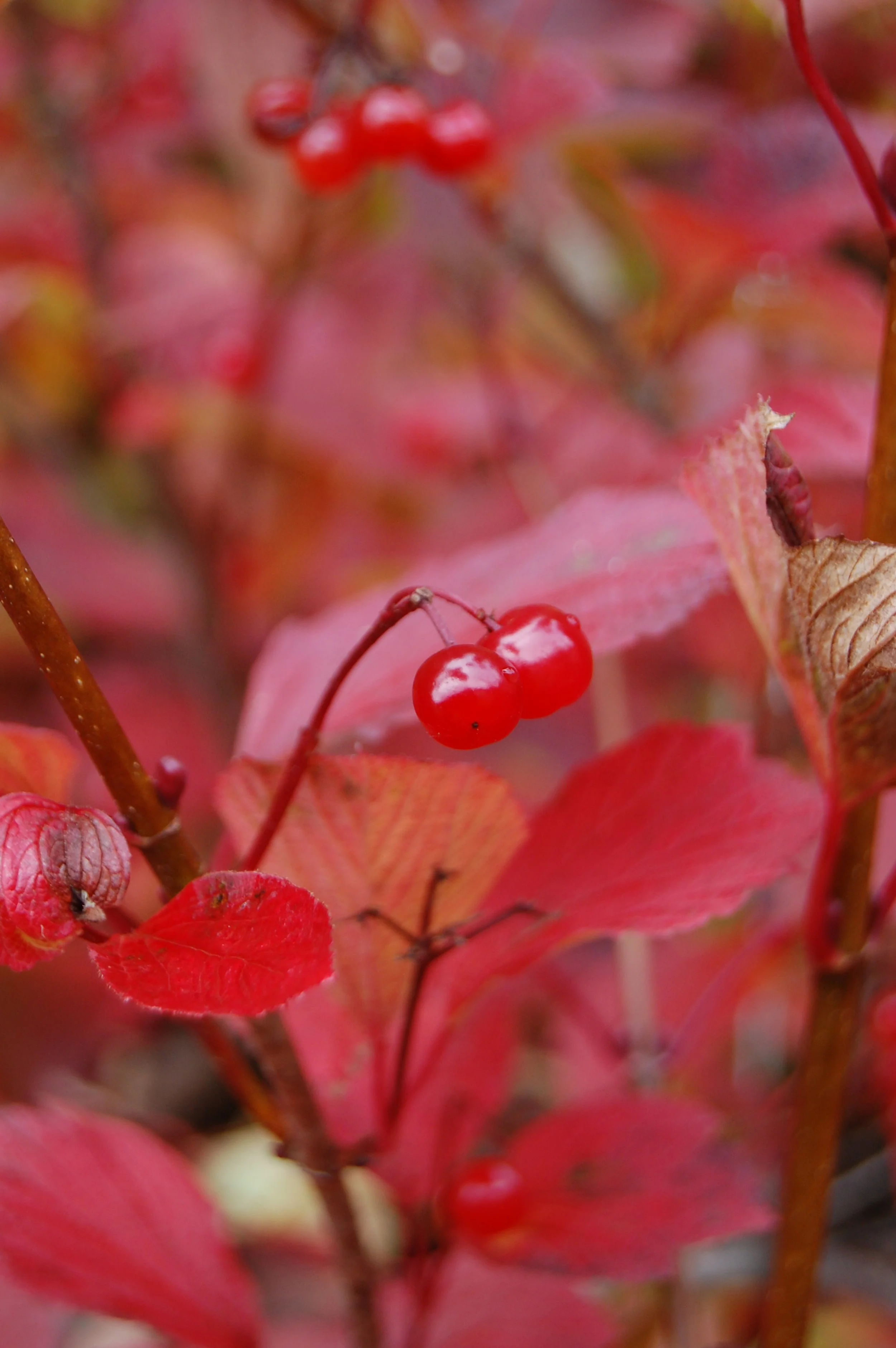 HB Cranberry red leaves AK.JPG