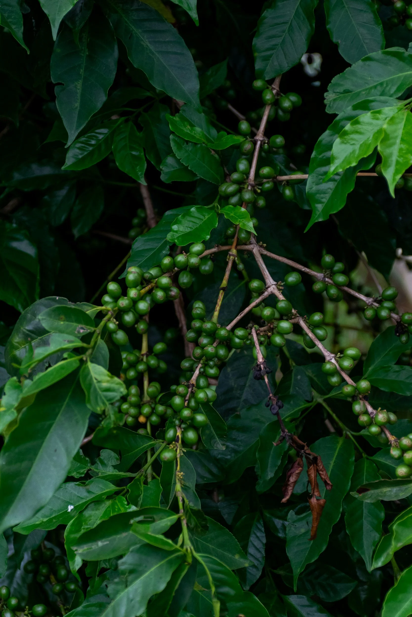 Green coffee cherry on a coffee plant