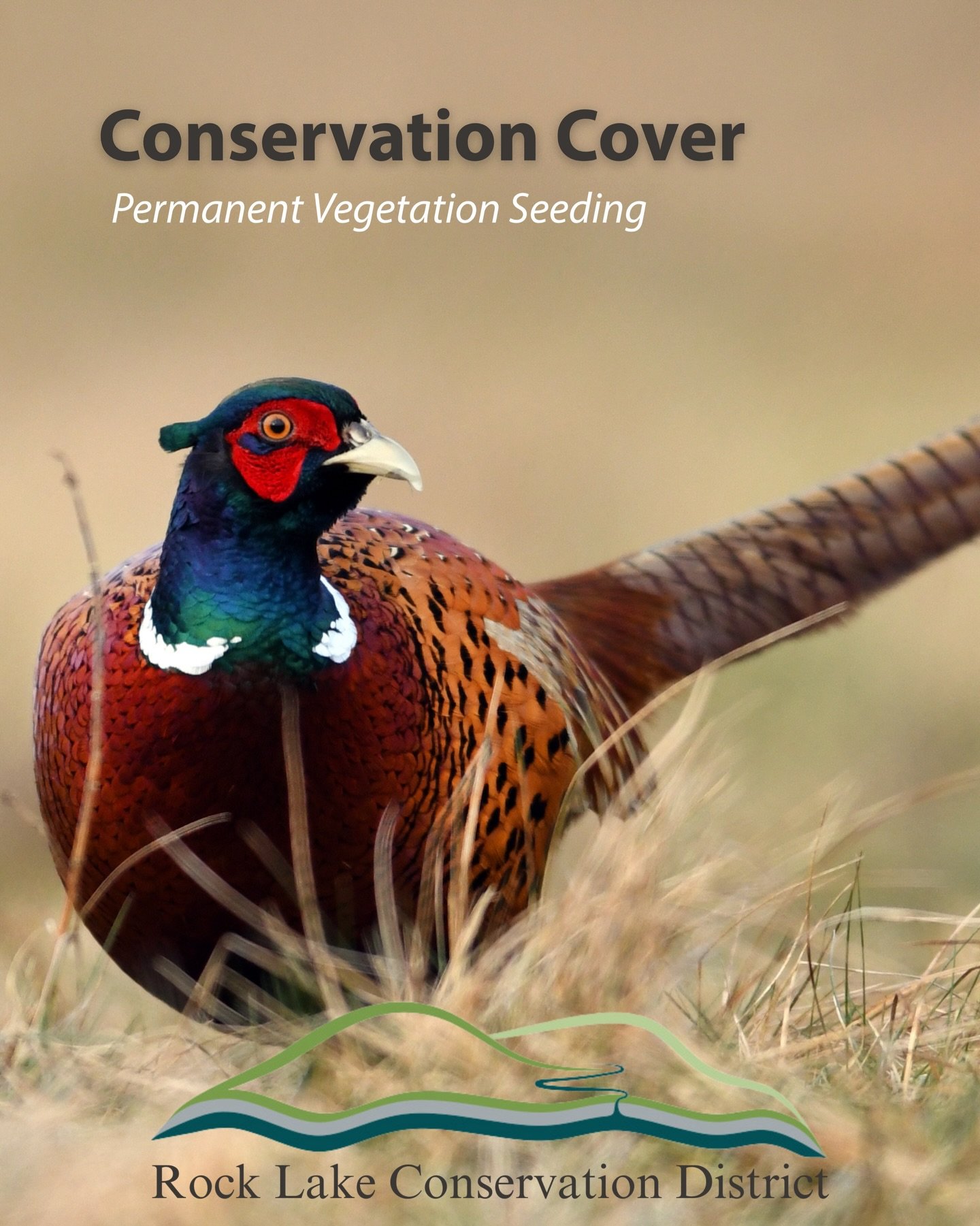 CONSERVATION PRACTICES - CONSERVATION COVER

The Rock Lake Conservation District is here to help landowners and managers find meaningful ways to conserve and protect our natural resources. Not all land is suitable for agriculture; steep hills and poo