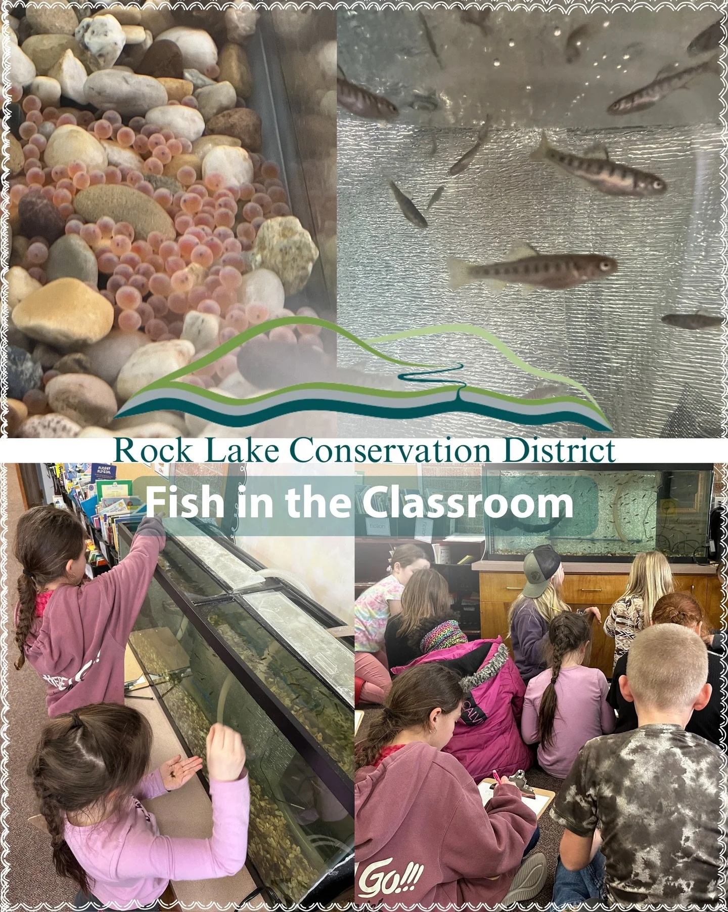 FISH IN THE CLASSROOM

SJE 2nd and 3rd graders are raising rainbow trout in their classrooms in preparation for those fish to be released into Rock Lake! They are carefully observing and caring for the fry - cleaning their tanks and feeding them regu