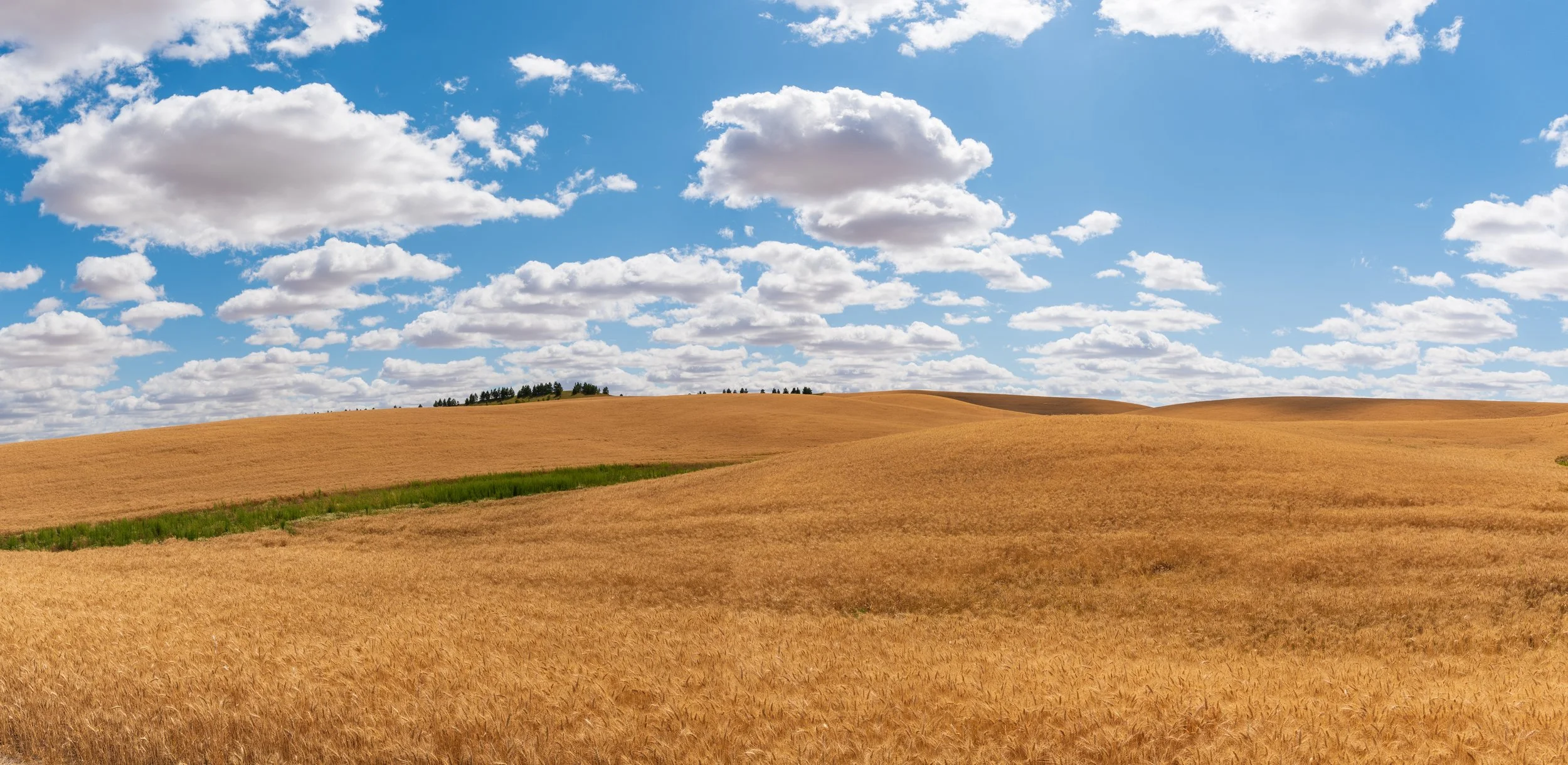 Golden wheat fields on the Palouse hills with a blue sky and white clouds above