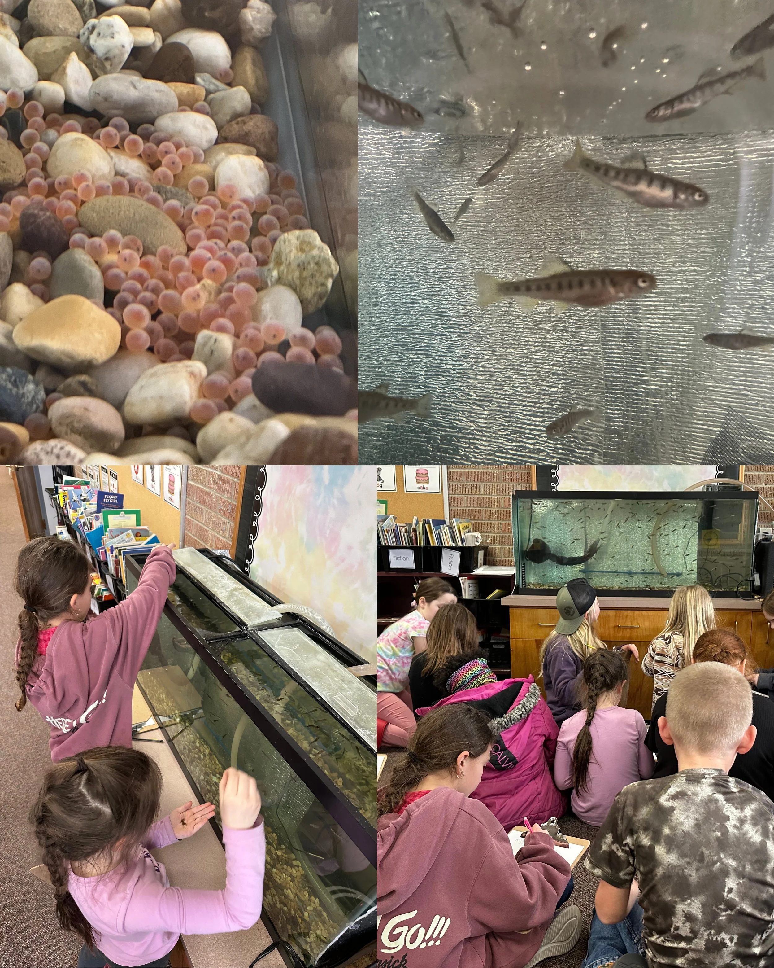 Collage of images showing students observing their fish tank and close up images of the fish eggs and fry.