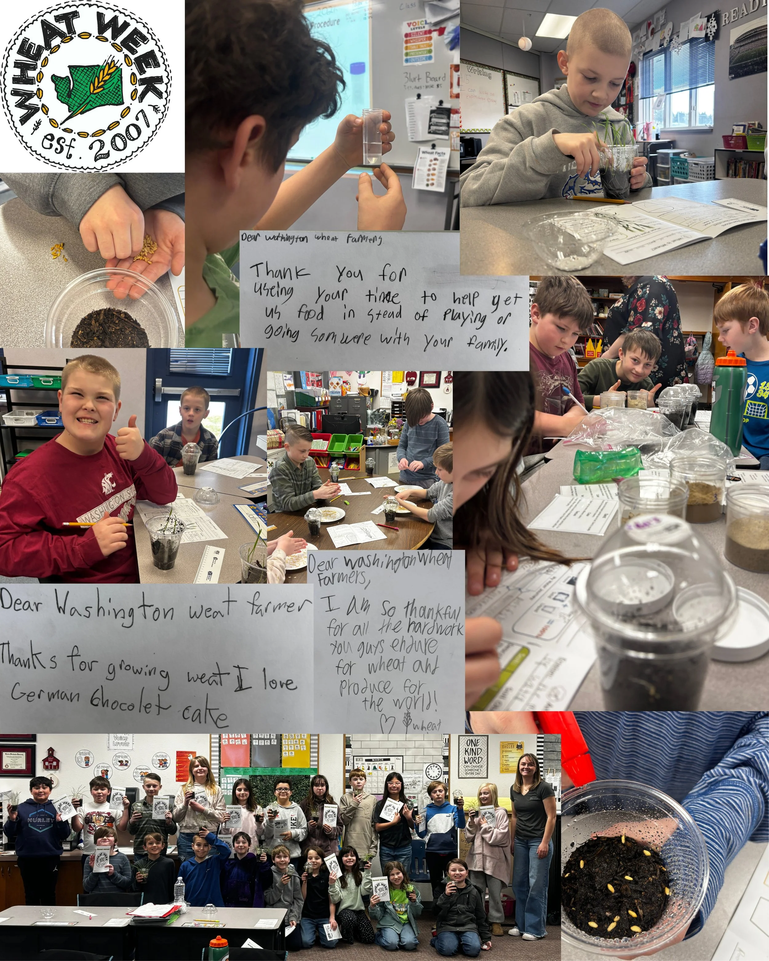 Collage of images showing students participating in Wheat Week activities and some examples of their thank you letters to wheat farmers.