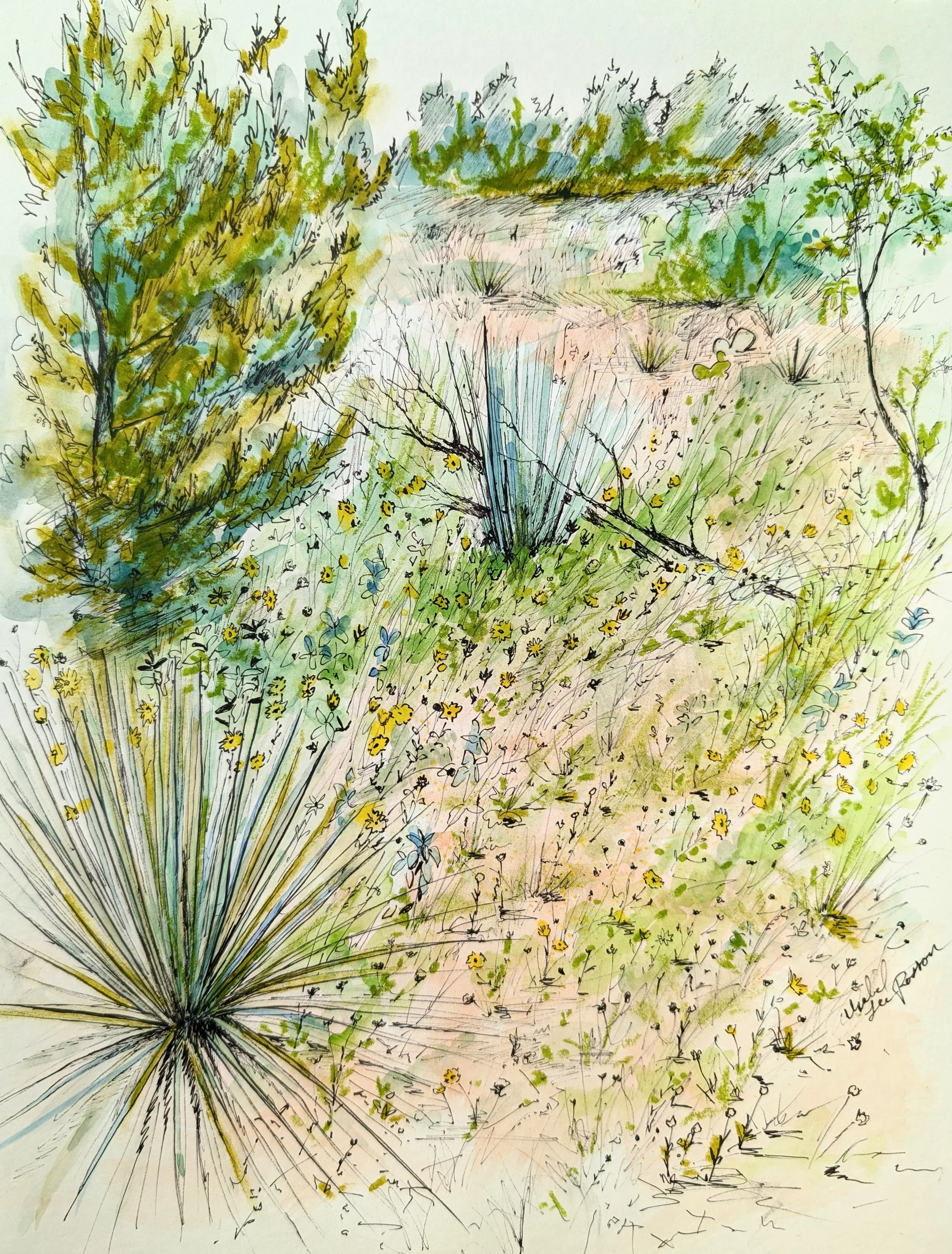 Yucca Study  |  2024
