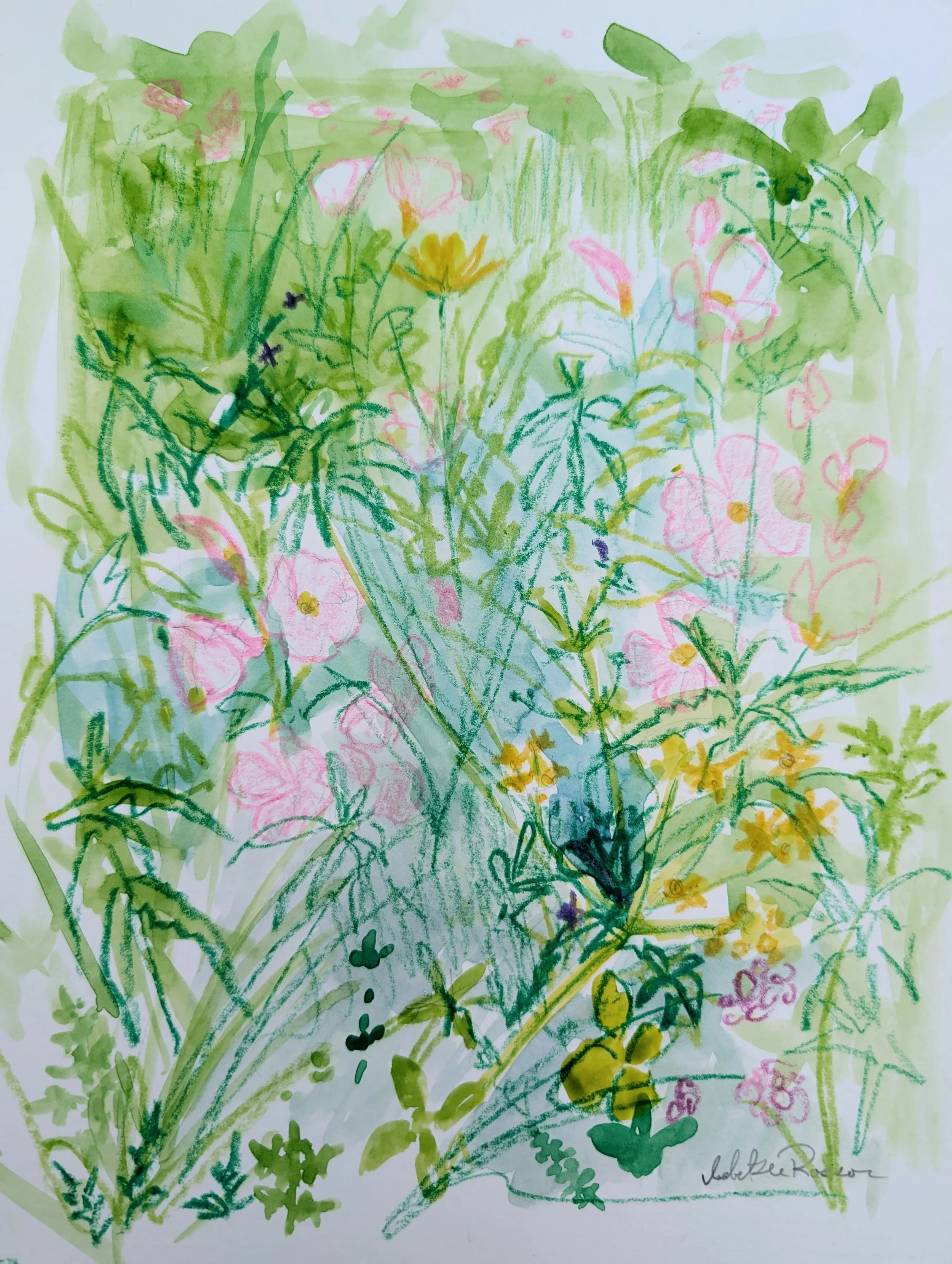 Primrose Study  |  2025