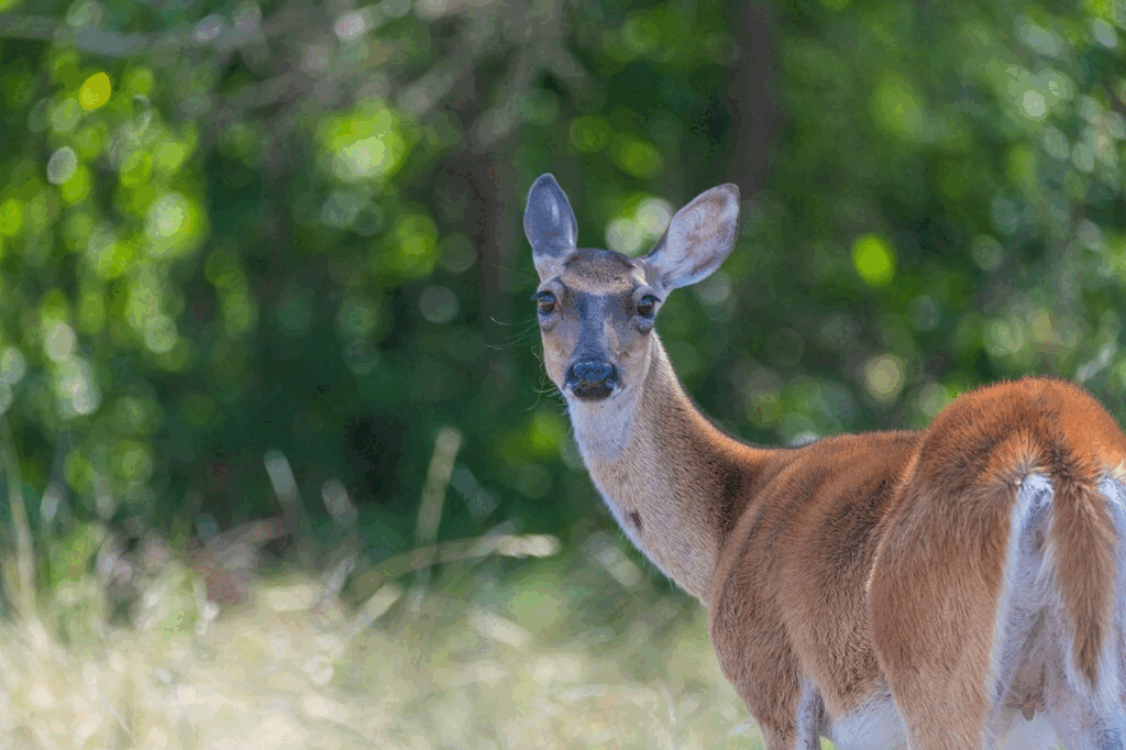 7639 Wendel Rd Harper, TX