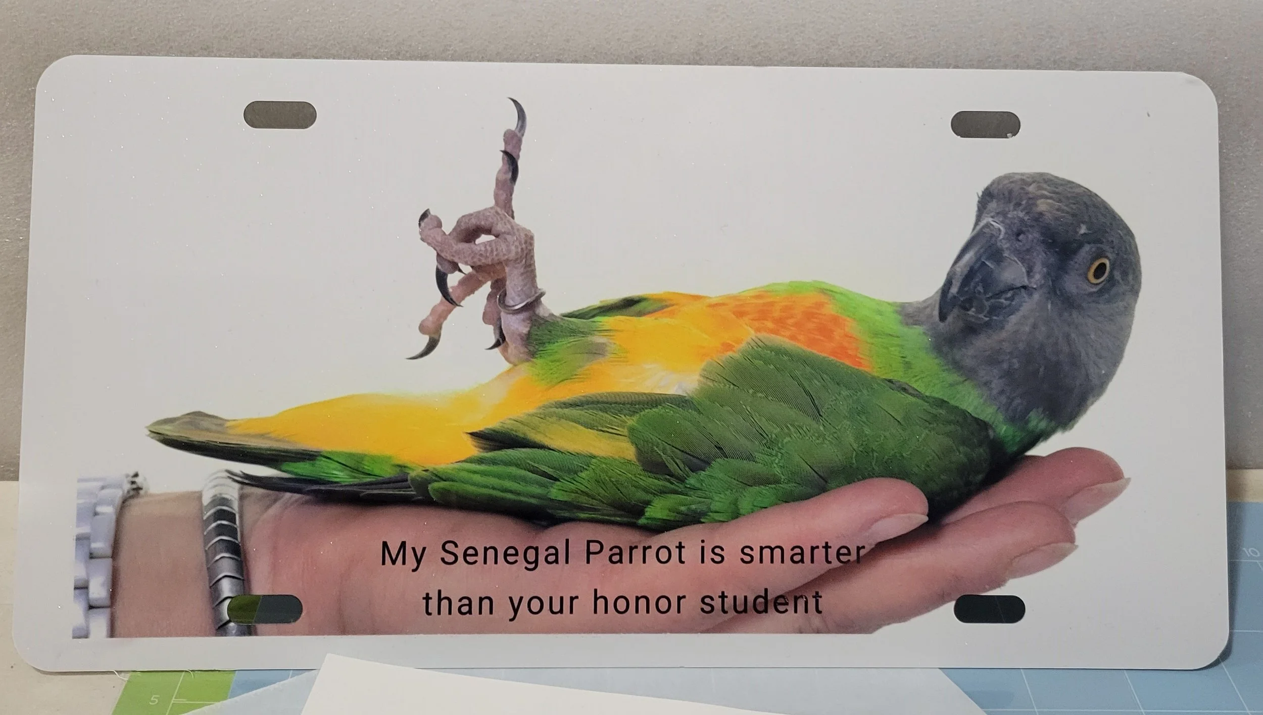 License Plate - Senegal Parrot