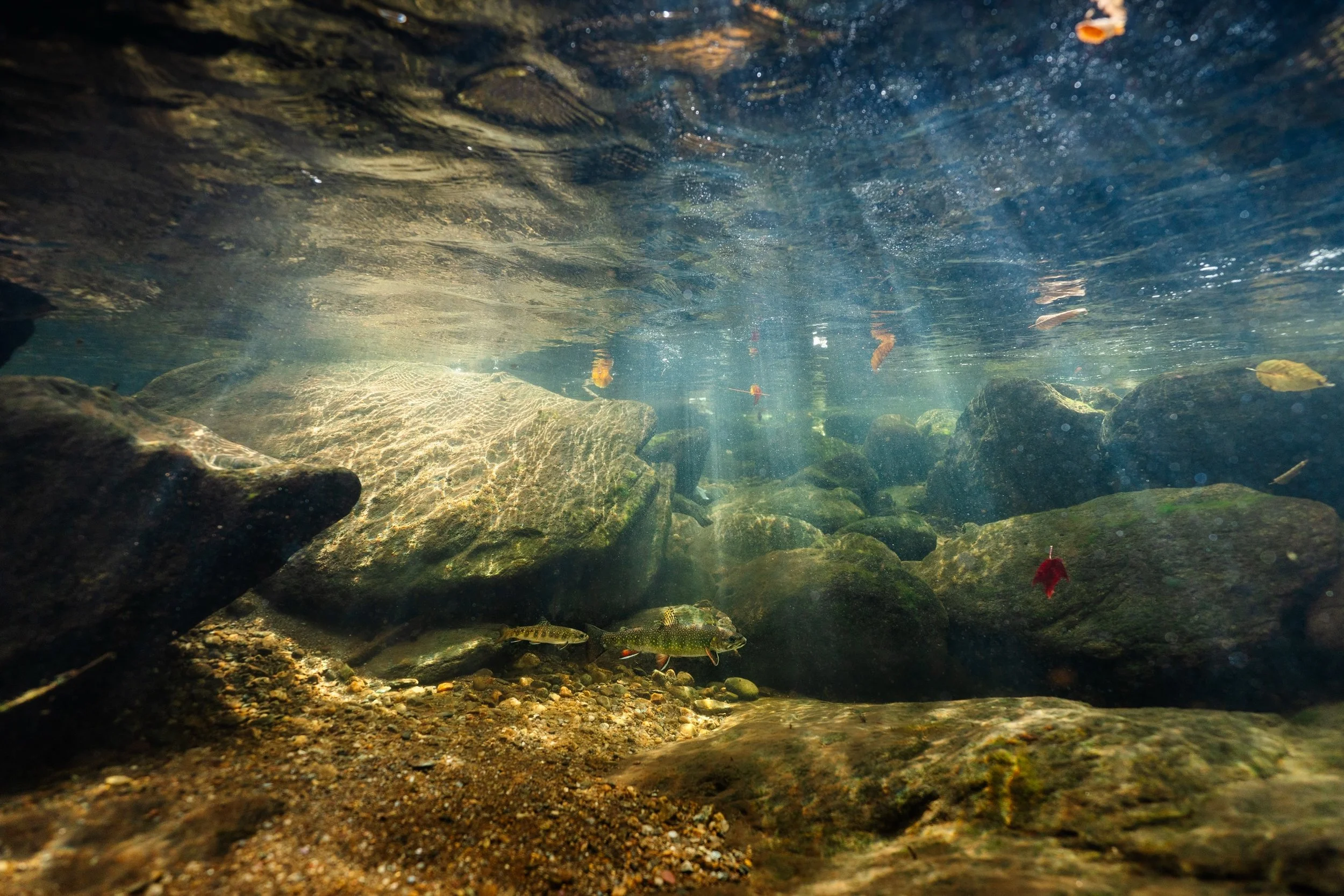 A few stills I took this morning between video sequences in a healthy little Eastern Townships stream.
Between the vibrant colours of the falling leaves and the brook trout in their spawning colours, every pool and bend in the creek is a reminder of 