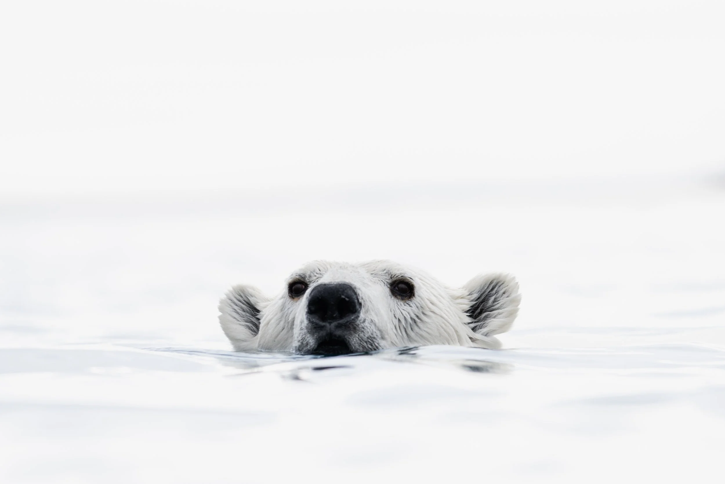Close-up of a dog lying on snow, with only its head visible and partially submerged in the snow.